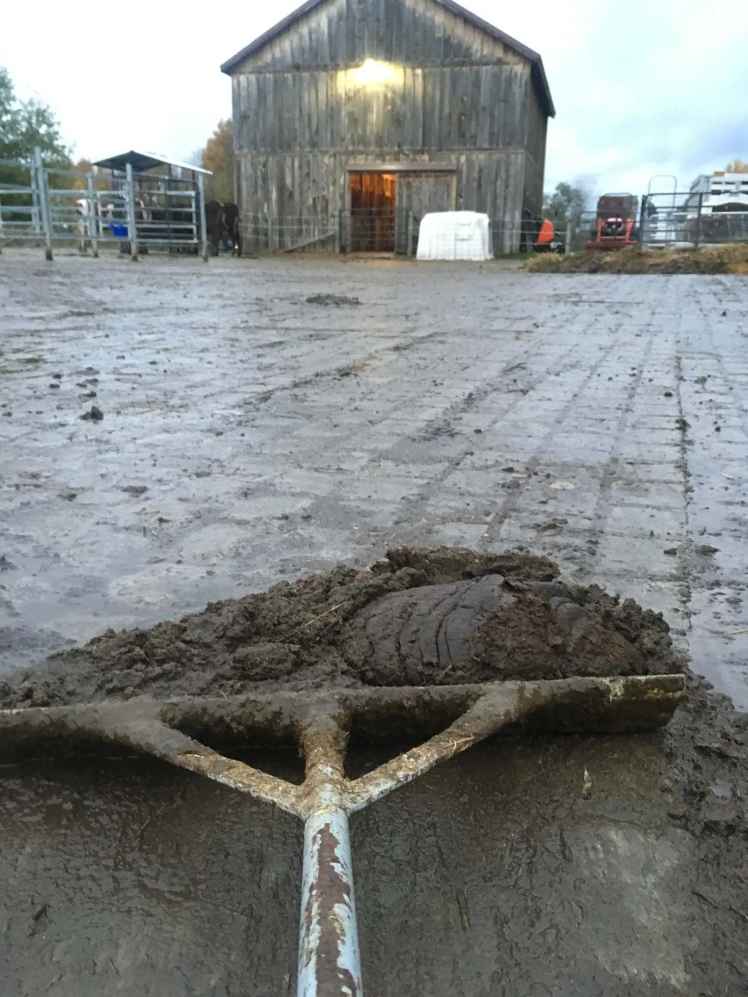A first-person view of cleaning a muddy farm yard, showing a large metal manure scraper tool piled with thick mud and manure in the foreground, looking toward a weathered wooden barn.