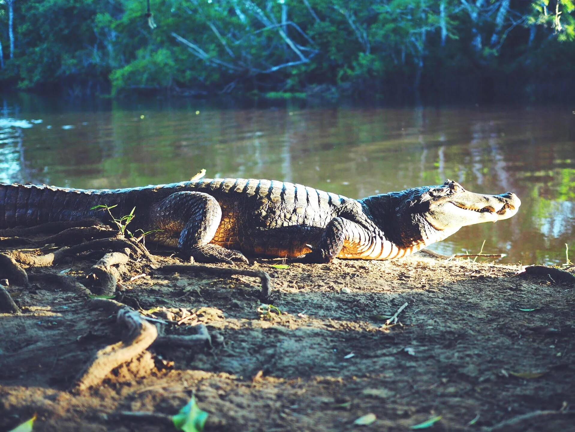 Bolivia — Wild Pampas Waterways