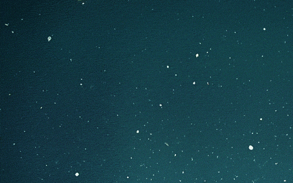 shark2.gif