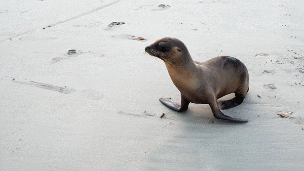 seal_walk.gif