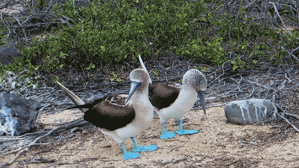blue_footed_dance3.gif