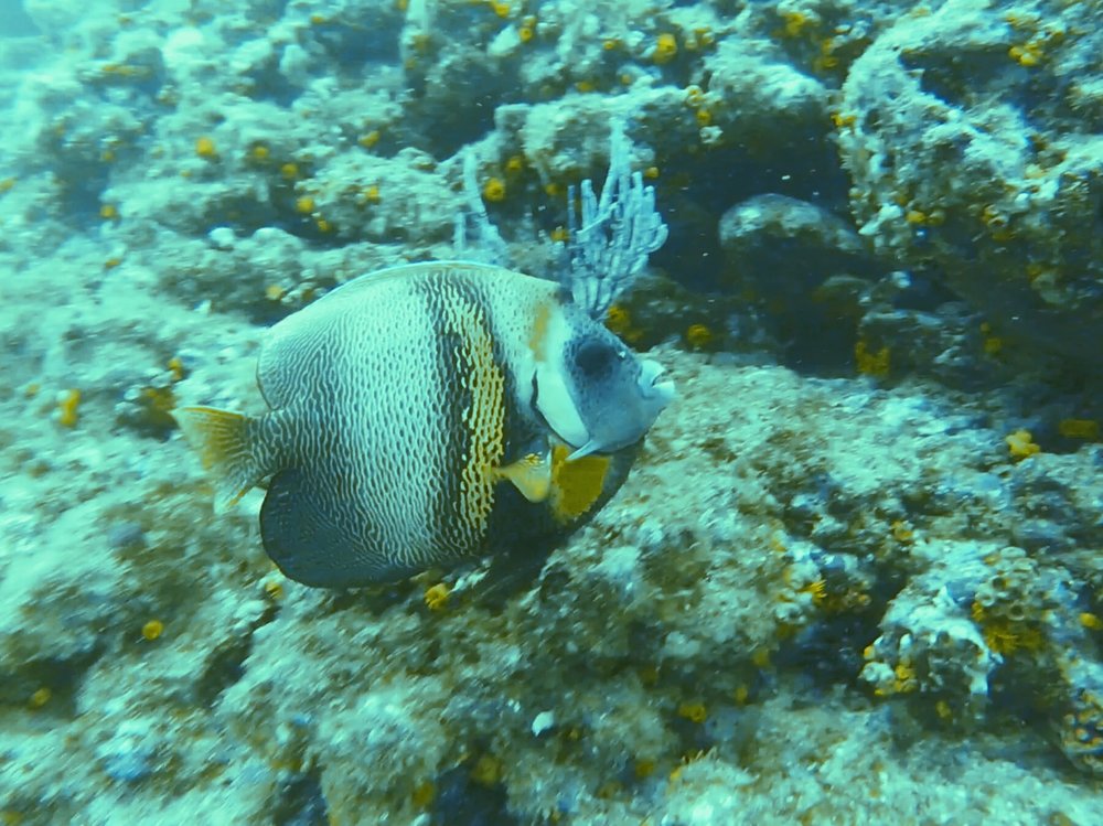 IMG_0995.JPG