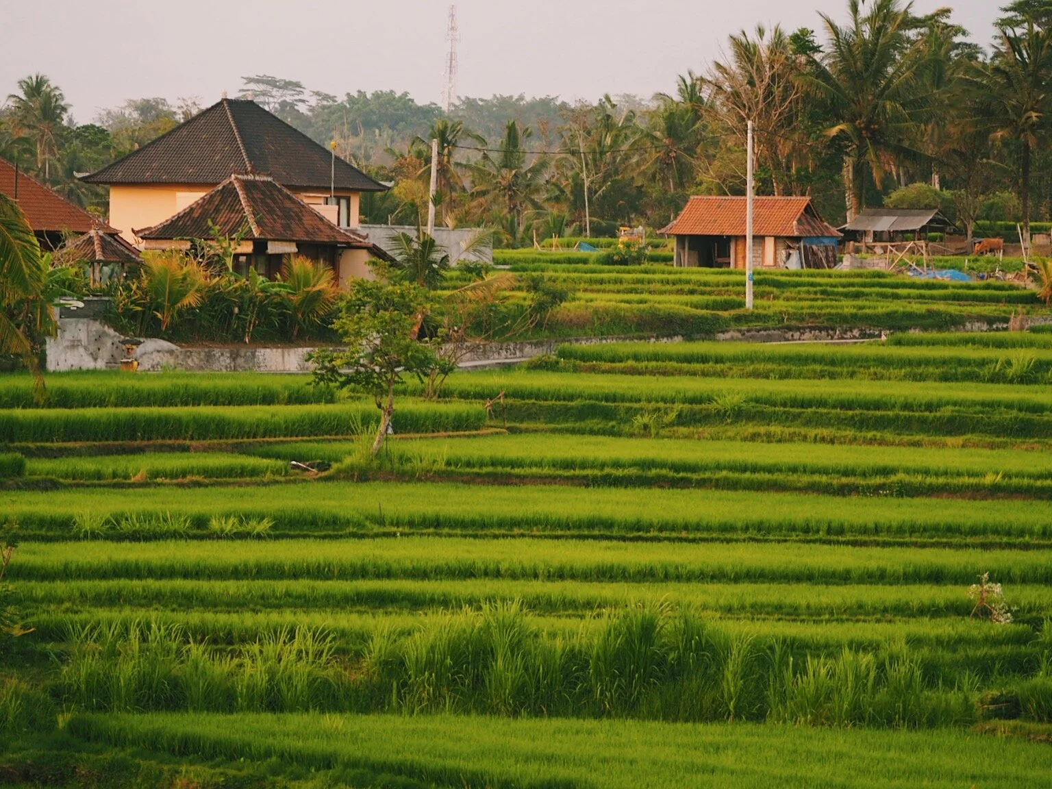 JPEG image-320E6016924F-8.jpeg