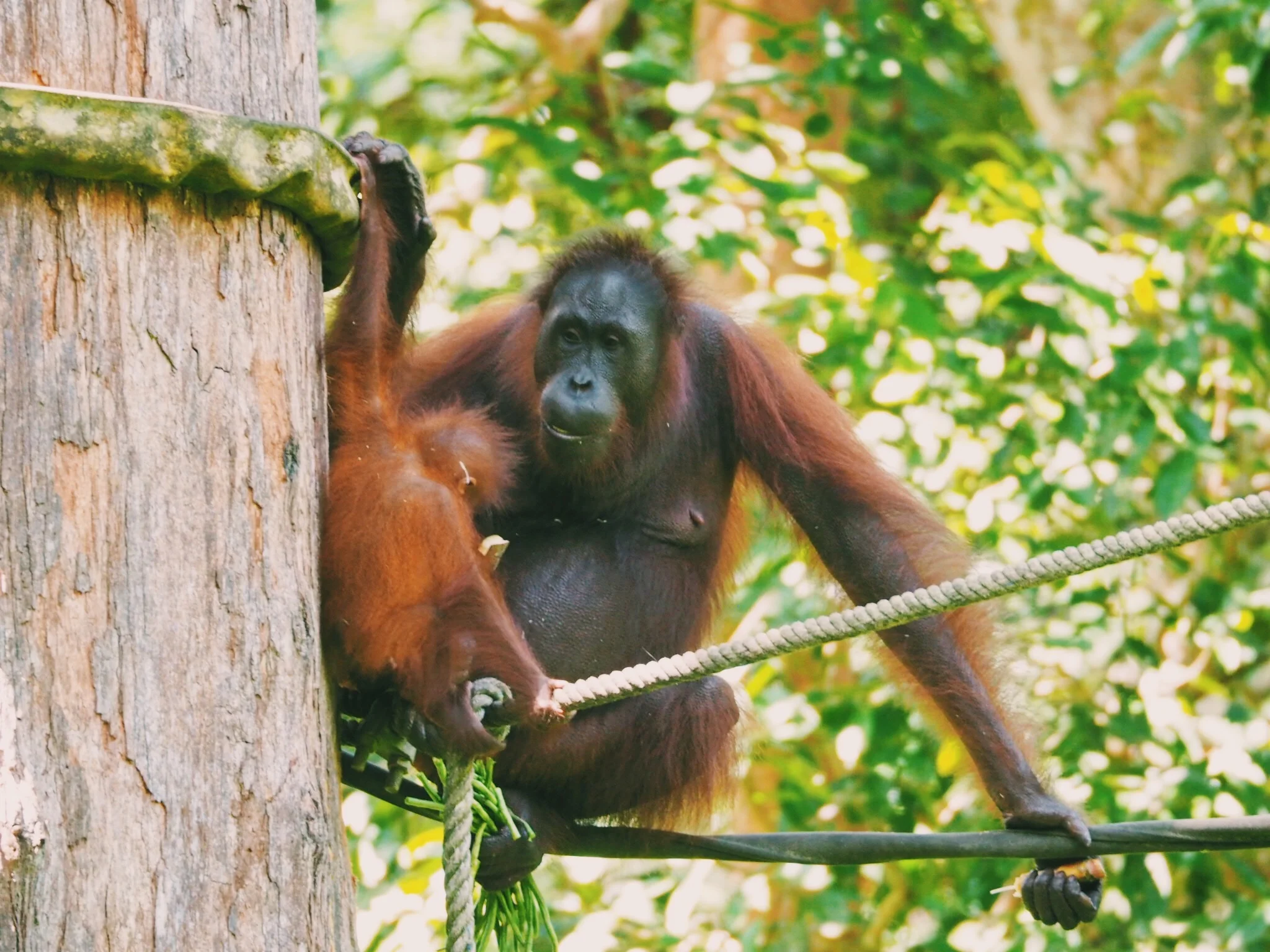 Borneo – Sabah