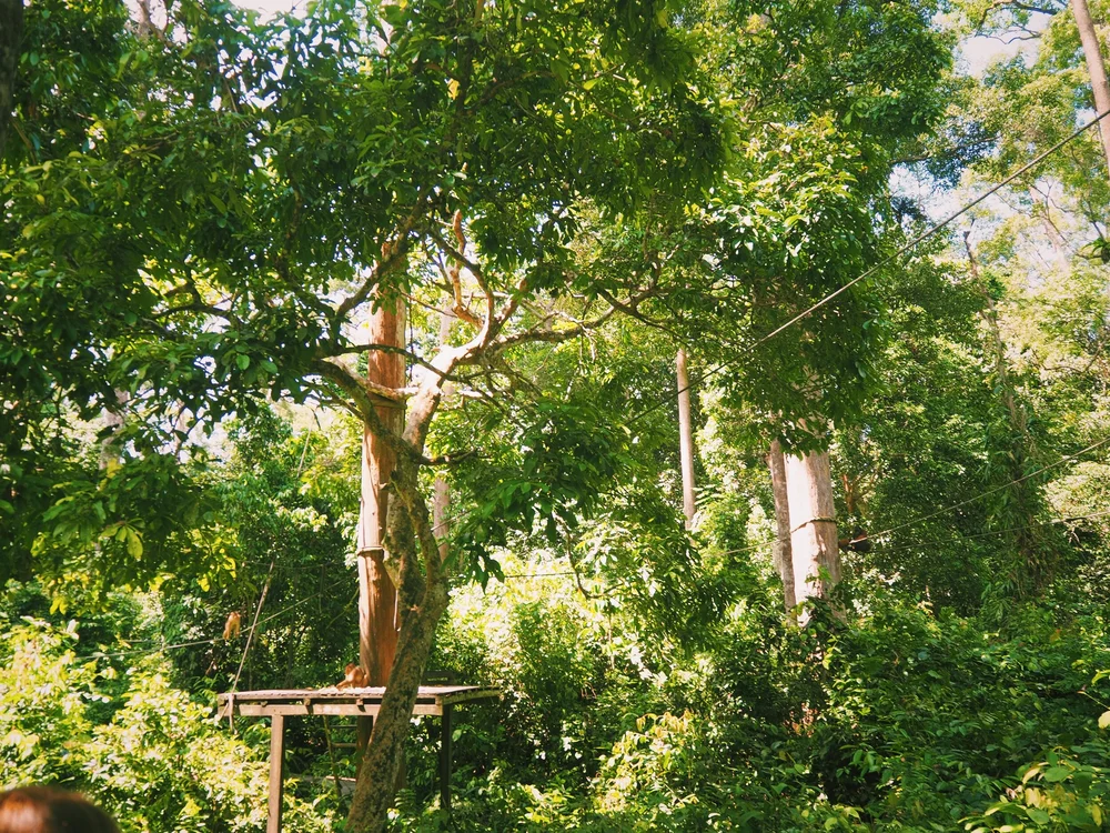 JPEG image-755397ABD524-3.jpeg