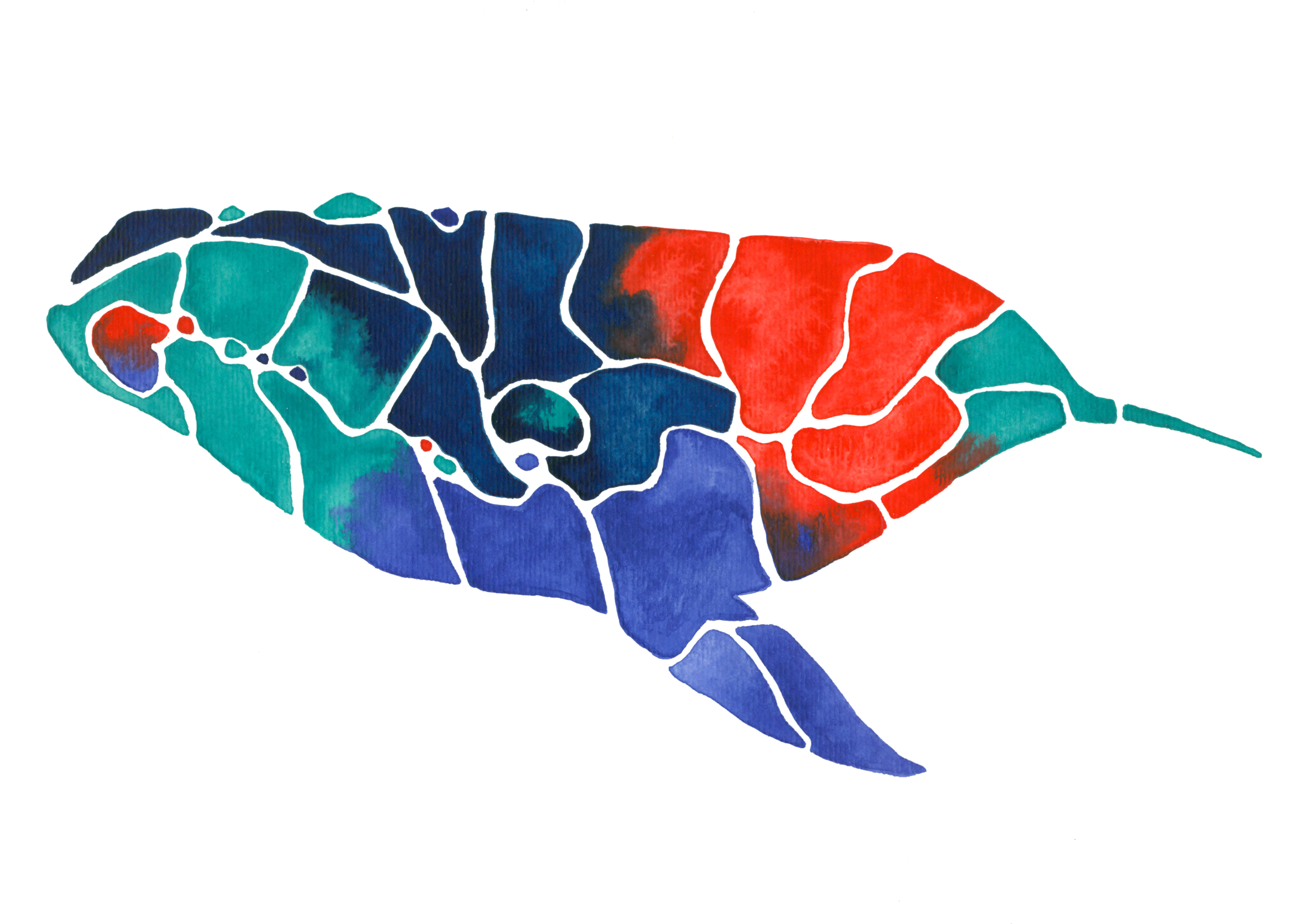 right whale edited 2.png