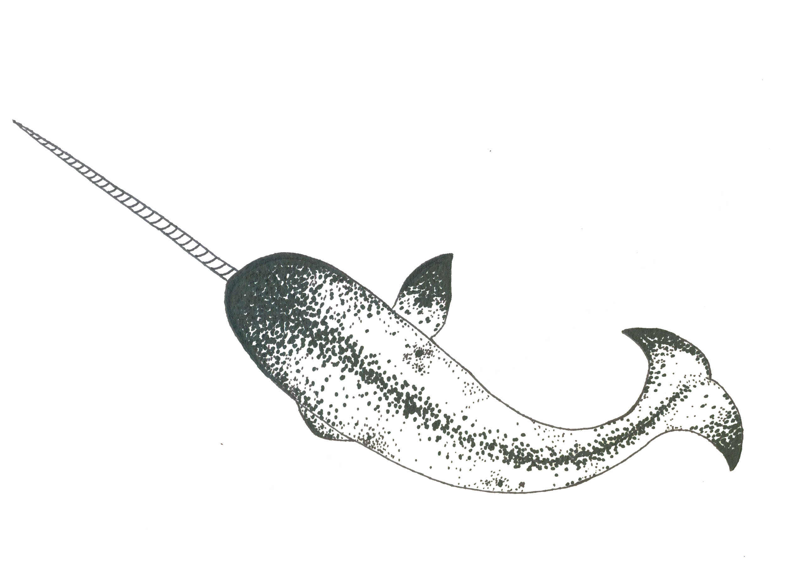 narwhaledited.png