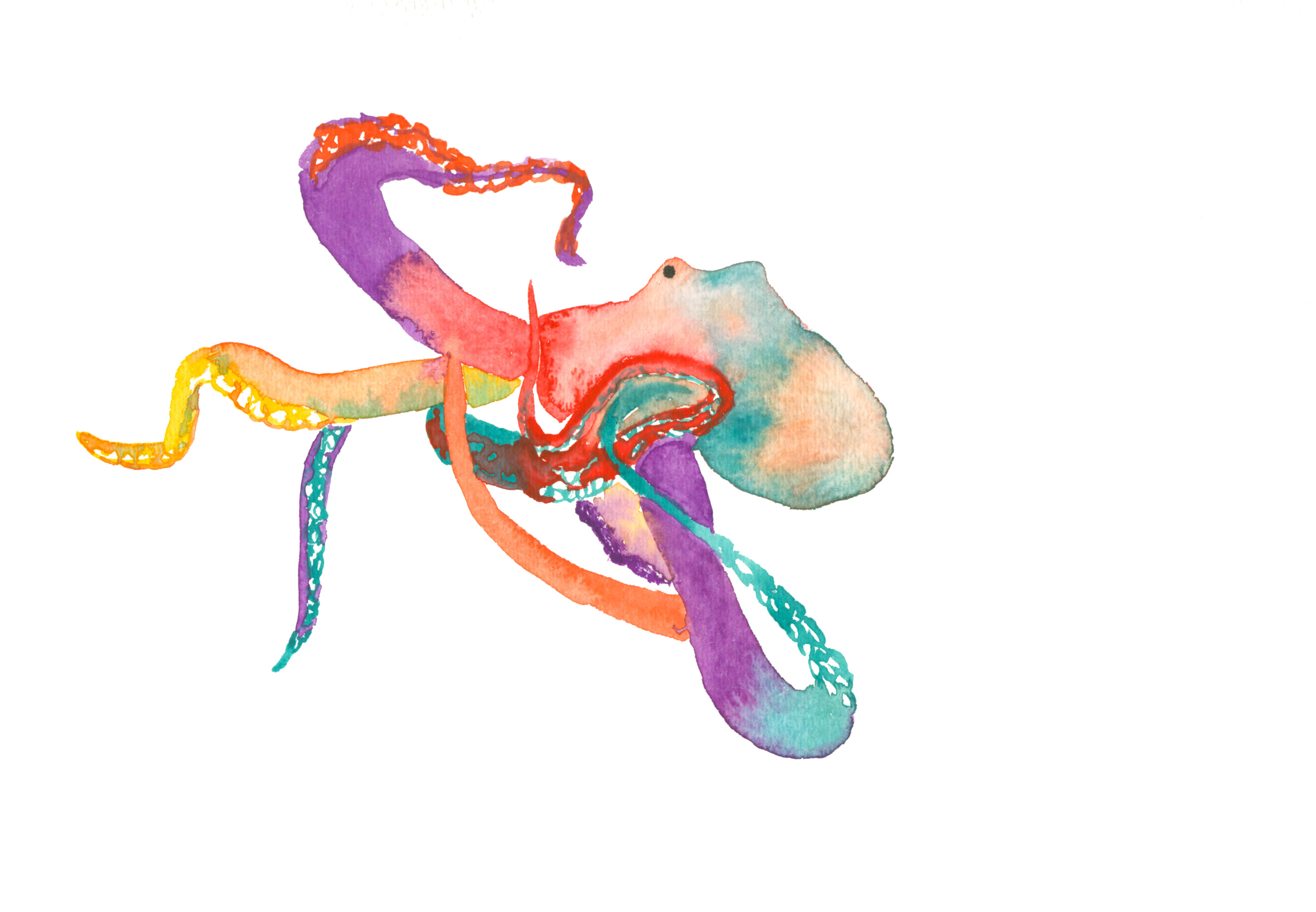 octo6edited.png