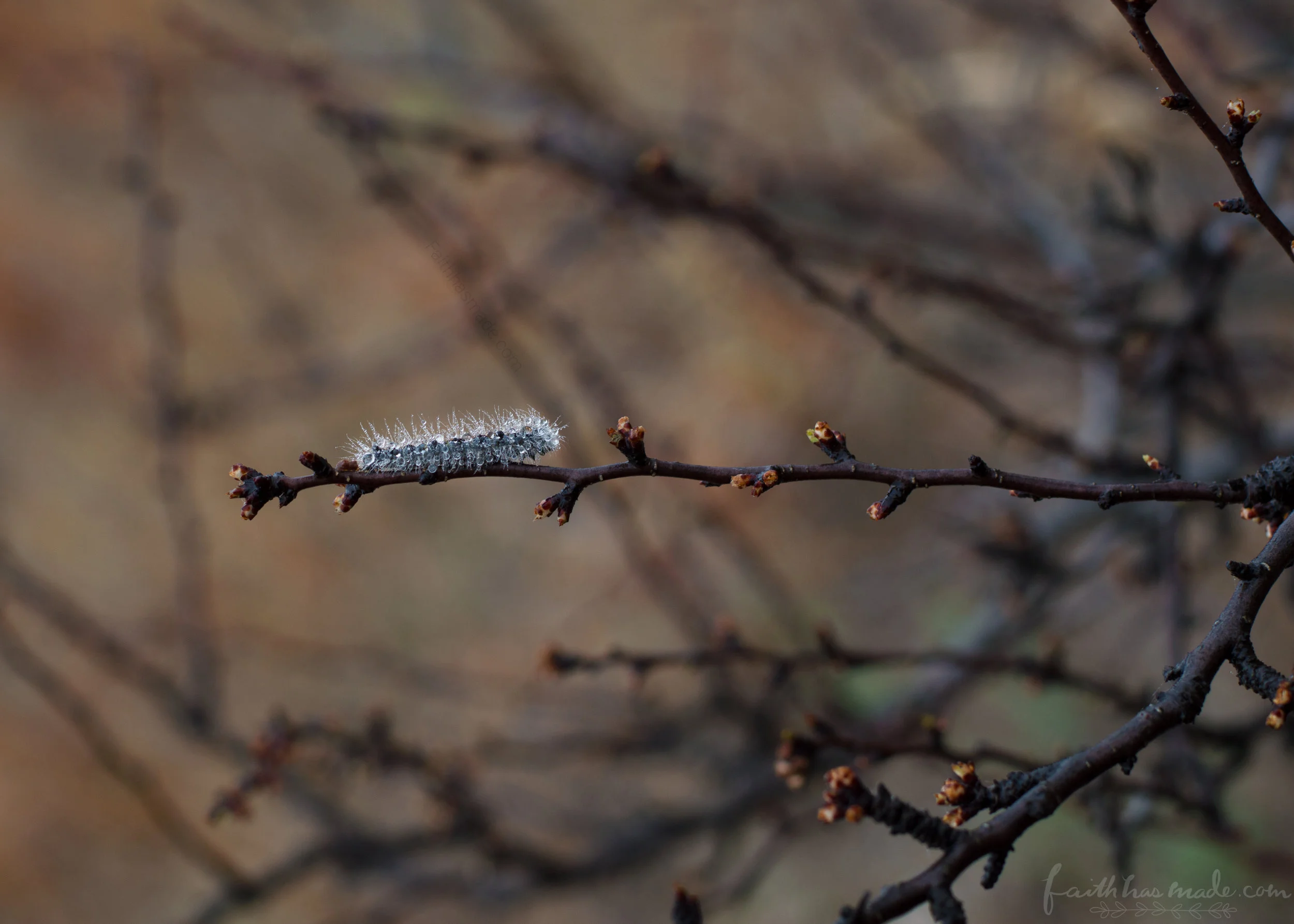 Rainy Caterpillar Mar 1.jpg