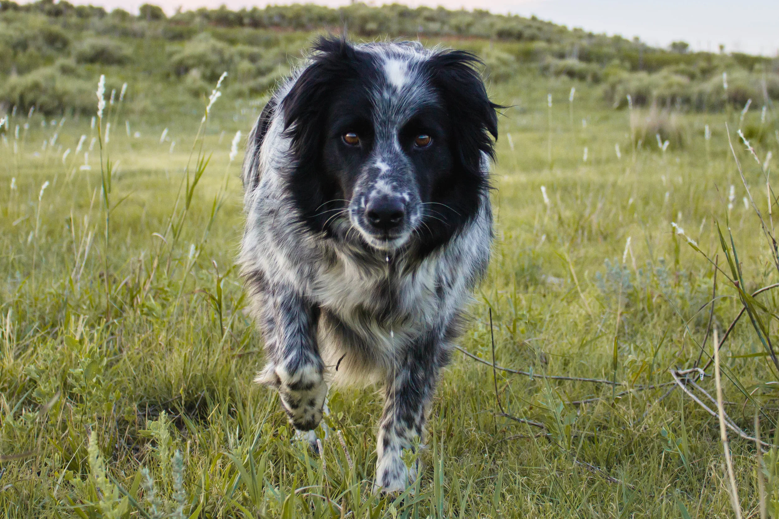 Ike Pasture Golden Hour June_-3.jpg