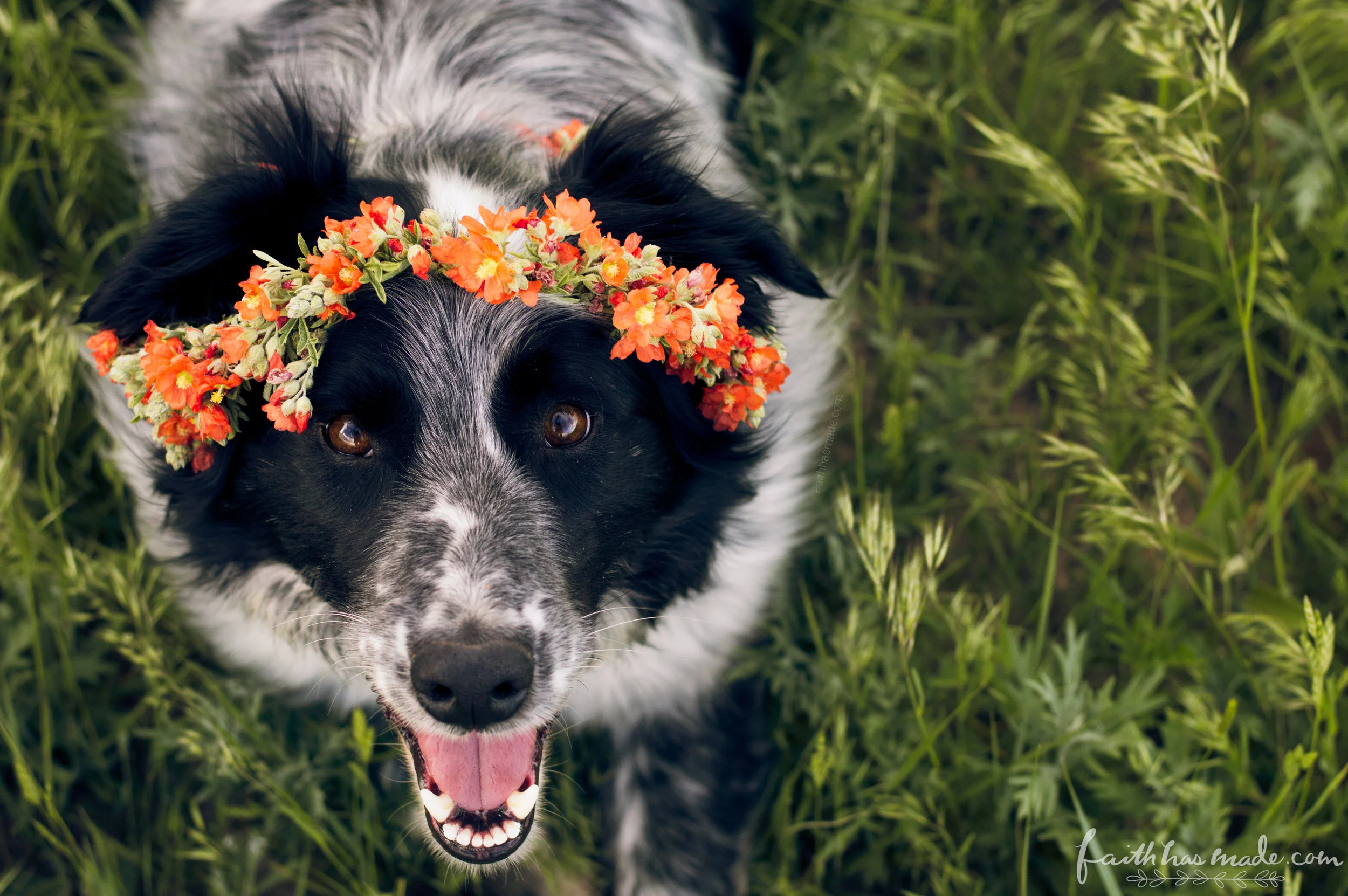 Ike Flower Crown May 1.jpg