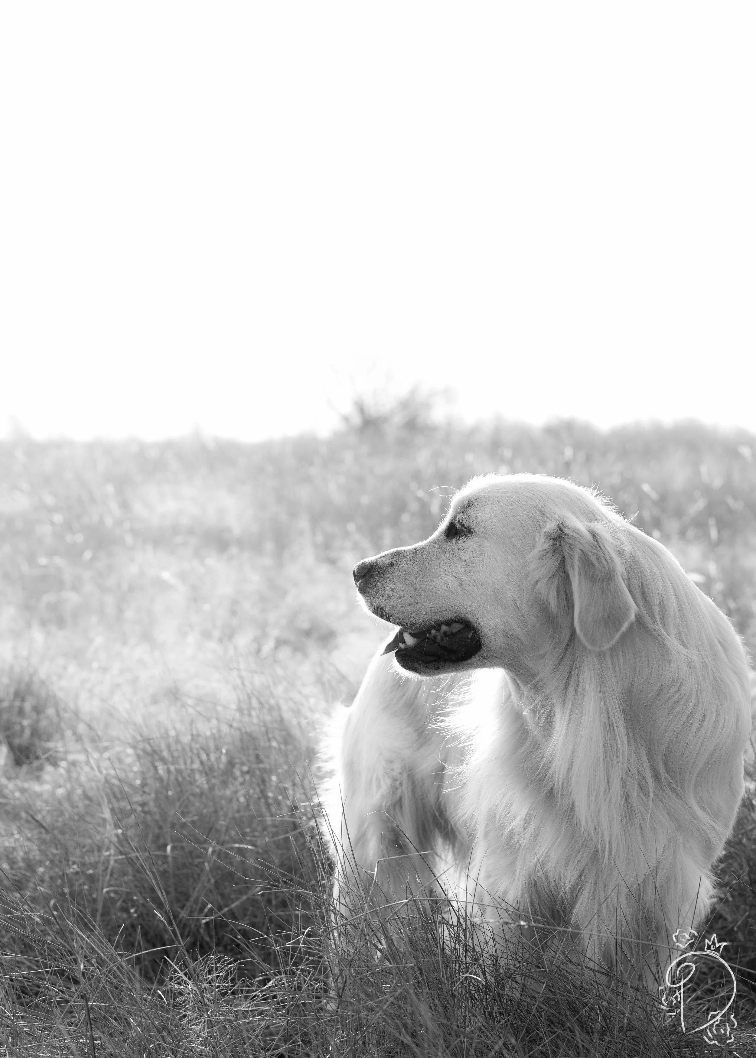 Goldens jan'16 10 bw.jpg