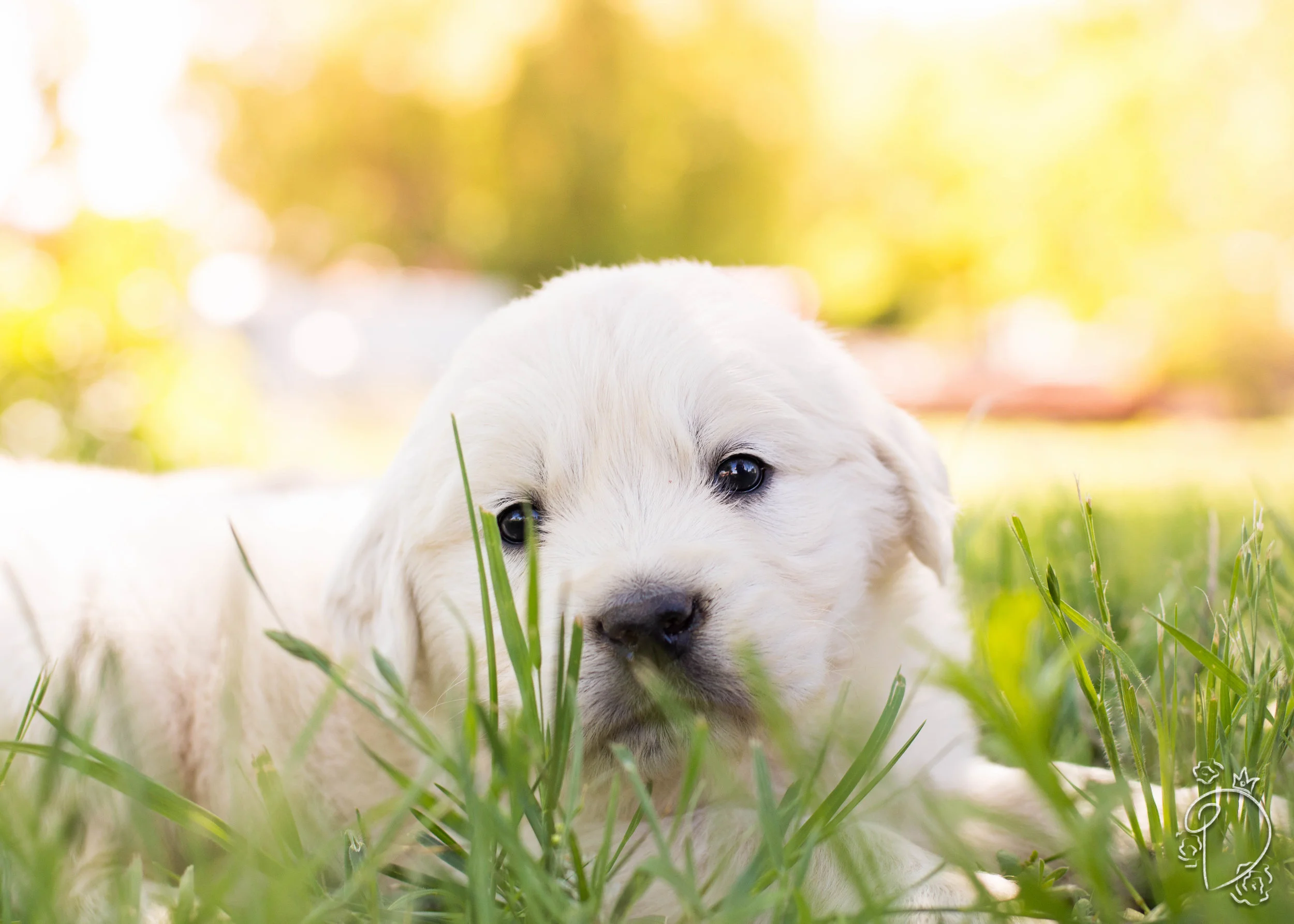 Golden Puppies May 2.jpg