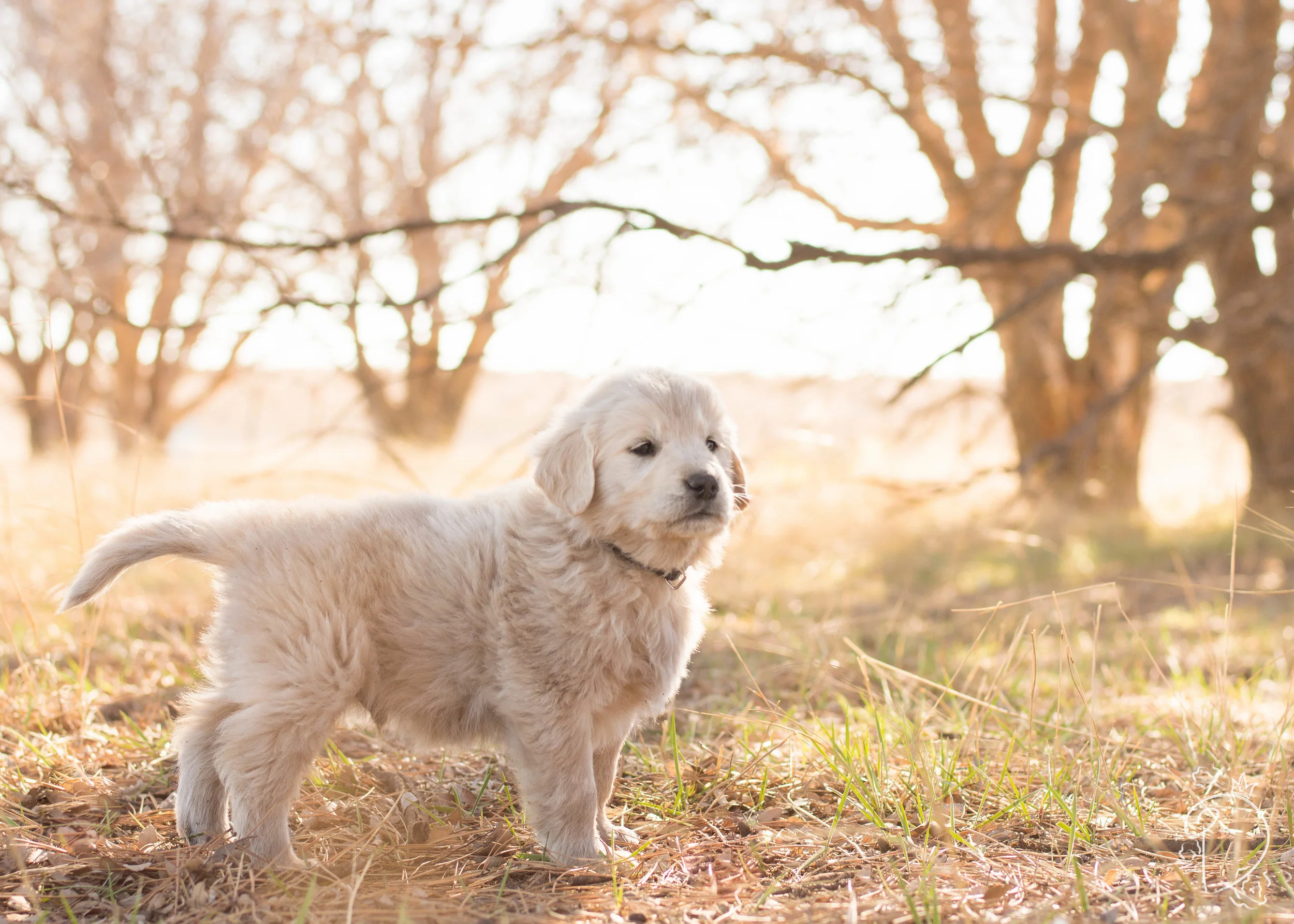 Golden Puppy Feb 11.jpg