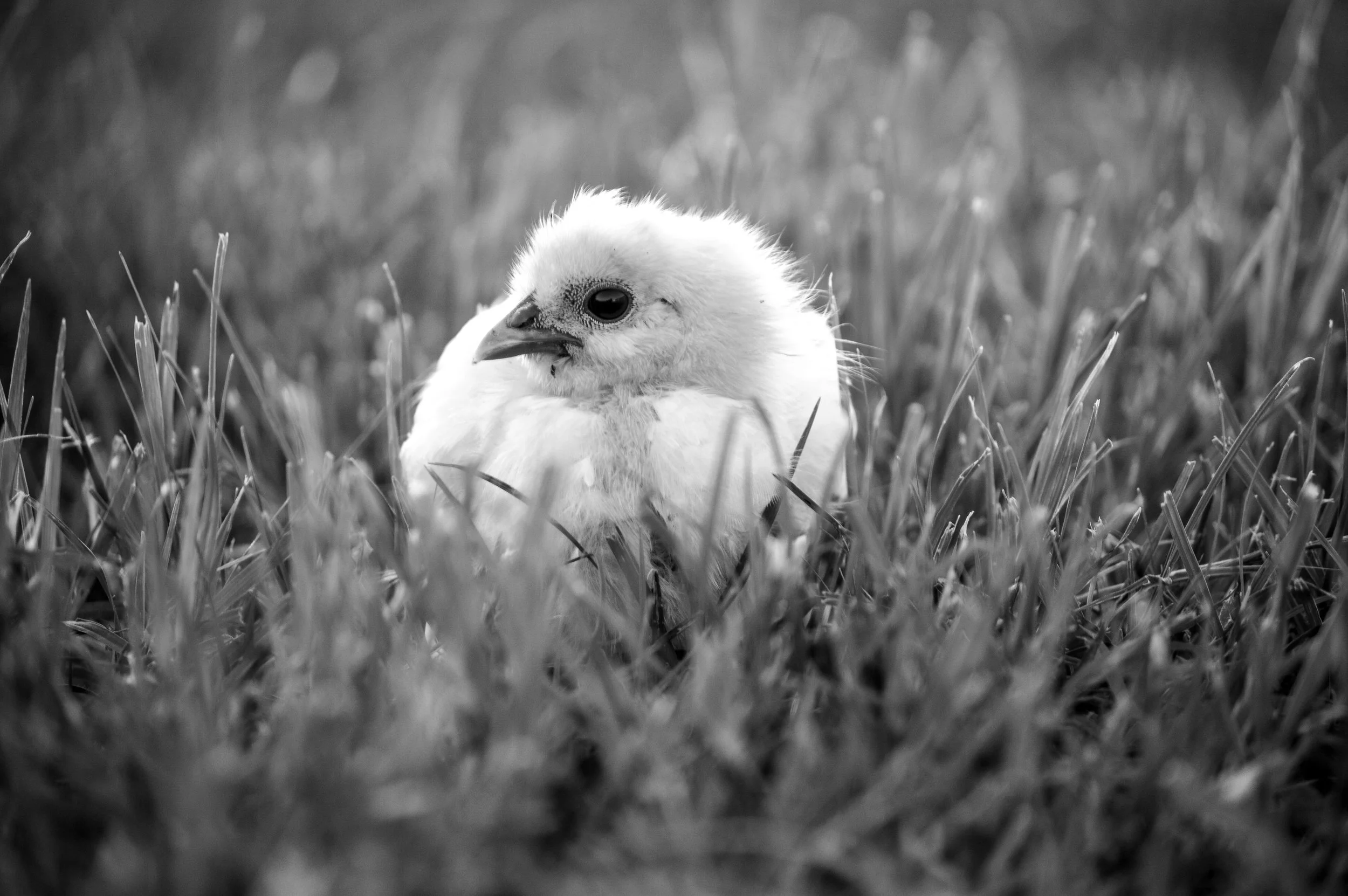 ChickBW.jpg