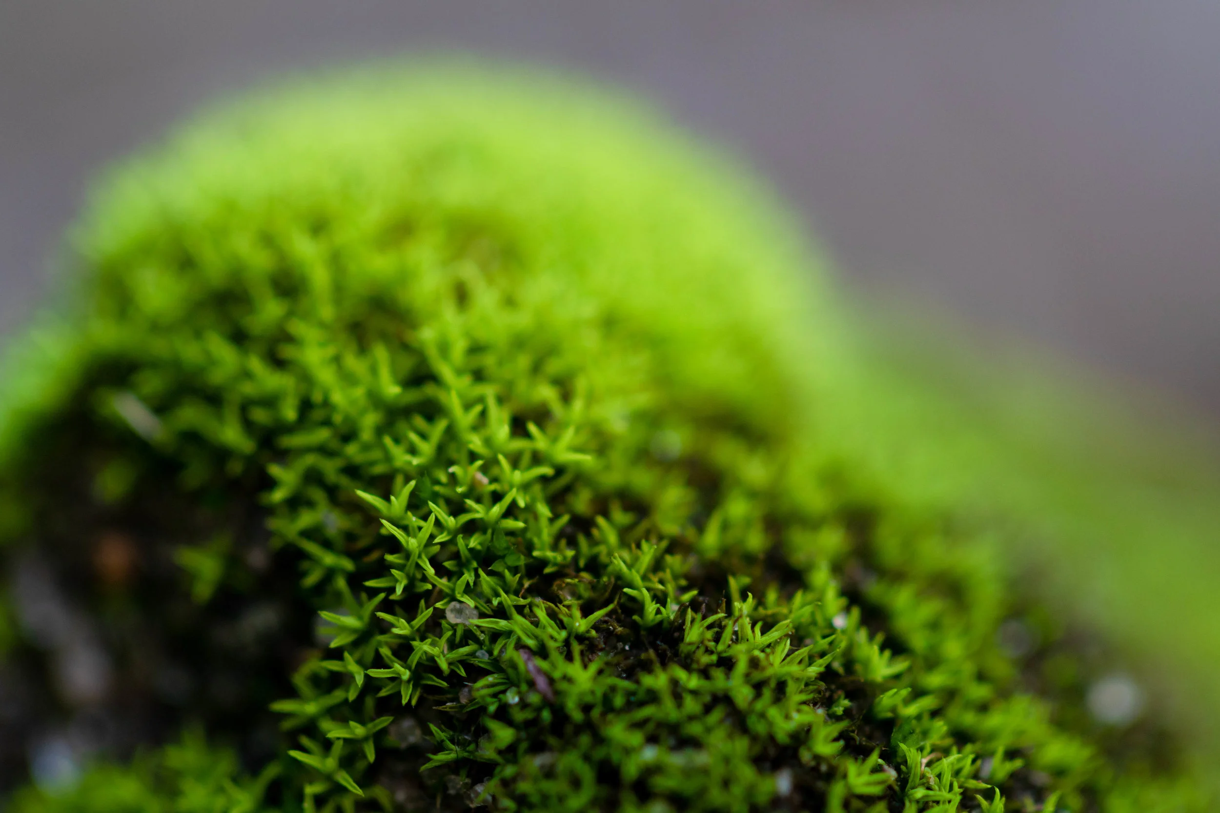 Moss September 2018-3.jpg