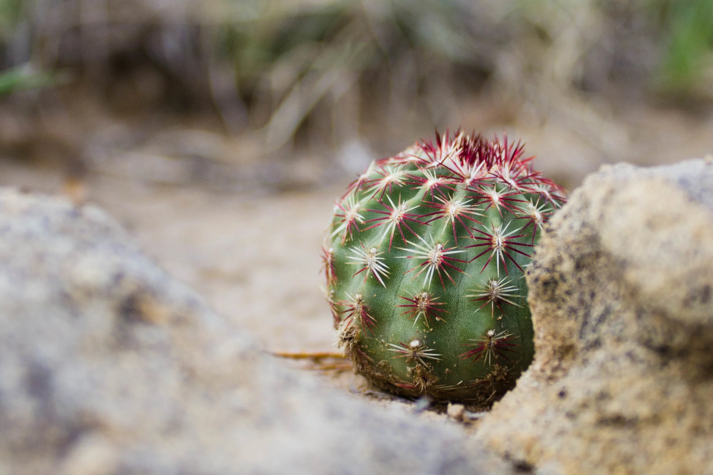 New Mexico Nature June 2018-2.jpg