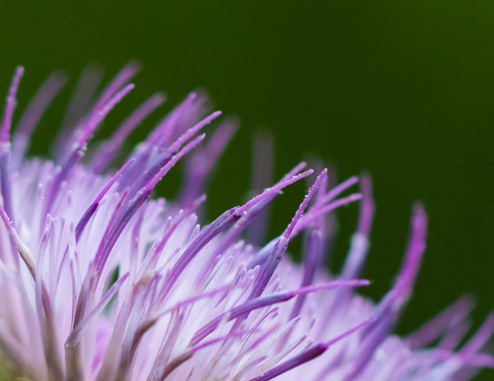 spider mushroom bug flower boiling springs aug 2018-8.jpg