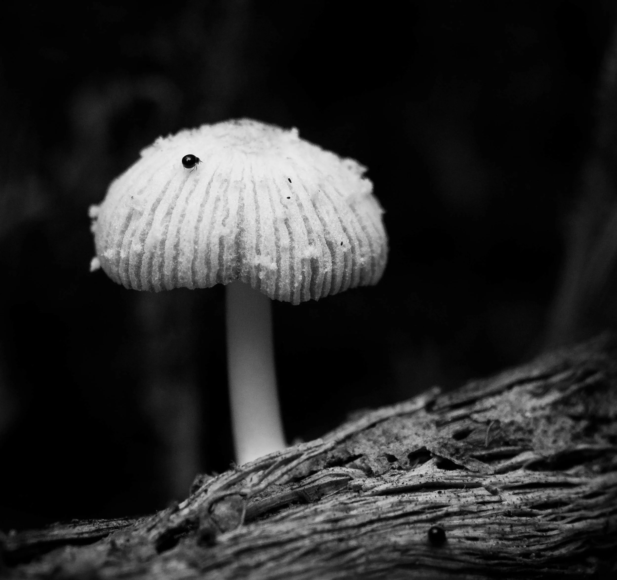 white mushroom with black bug bw 2018.jpg