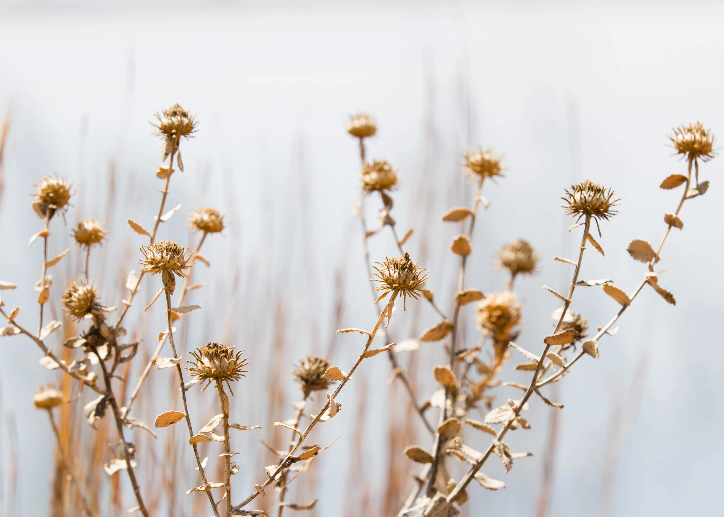 Dead Plant Foss Lake March 2.jpg