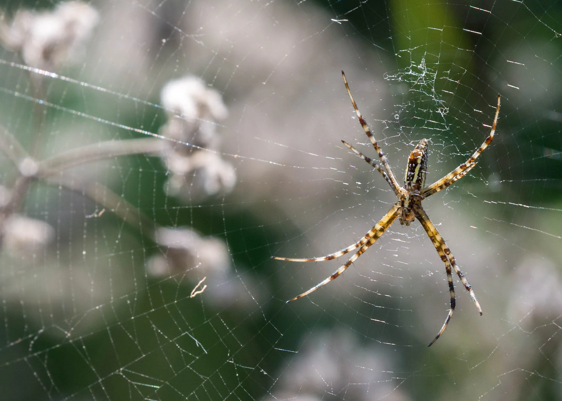 Spider Salt Plains August 1.jpg