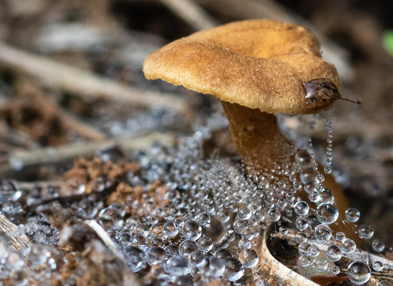 i think i like mushrooms