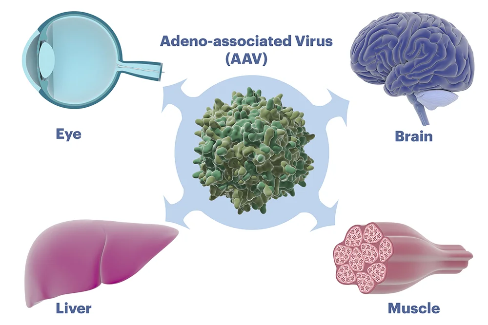 AAV Gene Therapy Targets