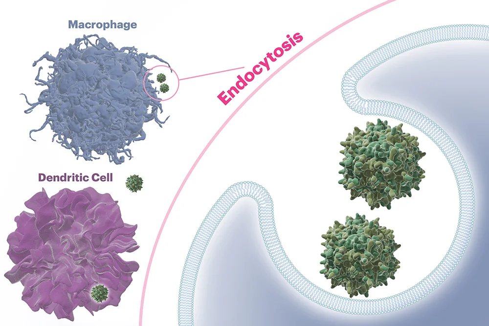 Endocytosis of AAV into Immune Cells