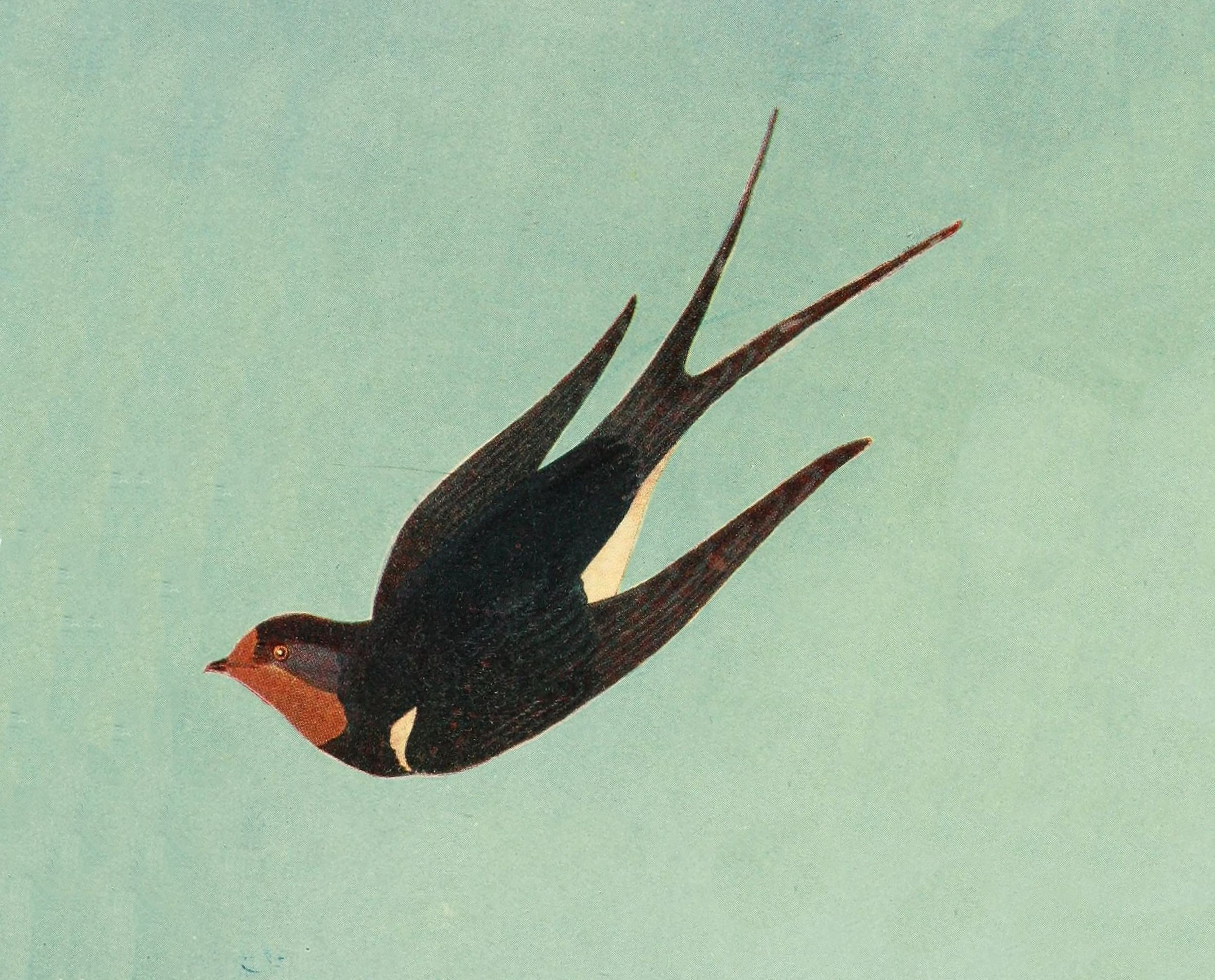 swallow2.jpg