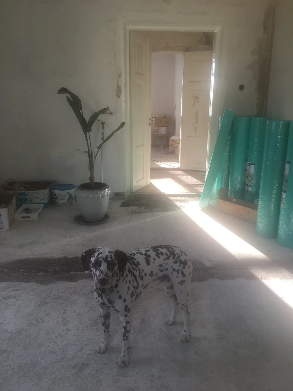 IMG_8747.jpeg