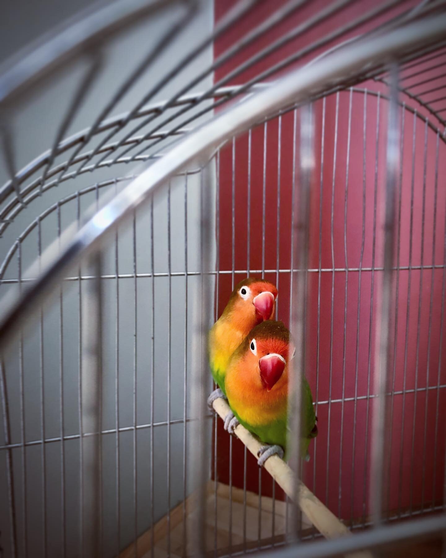Happy Valentines from our funny lovebirds Lou + Lilu #loulilu