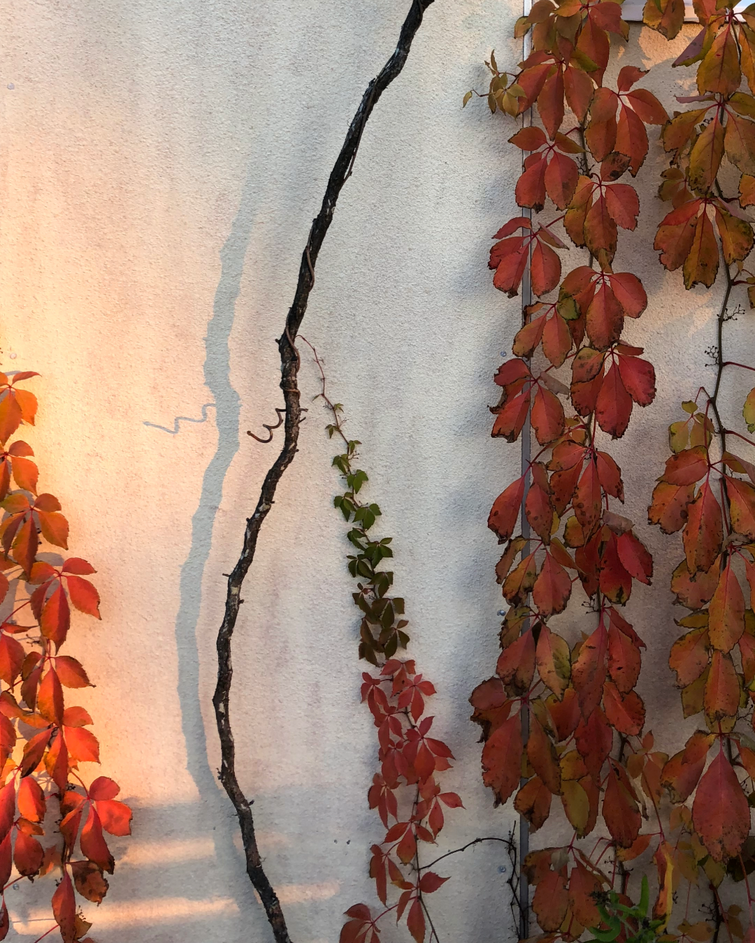 fall dinner post IG-9.png