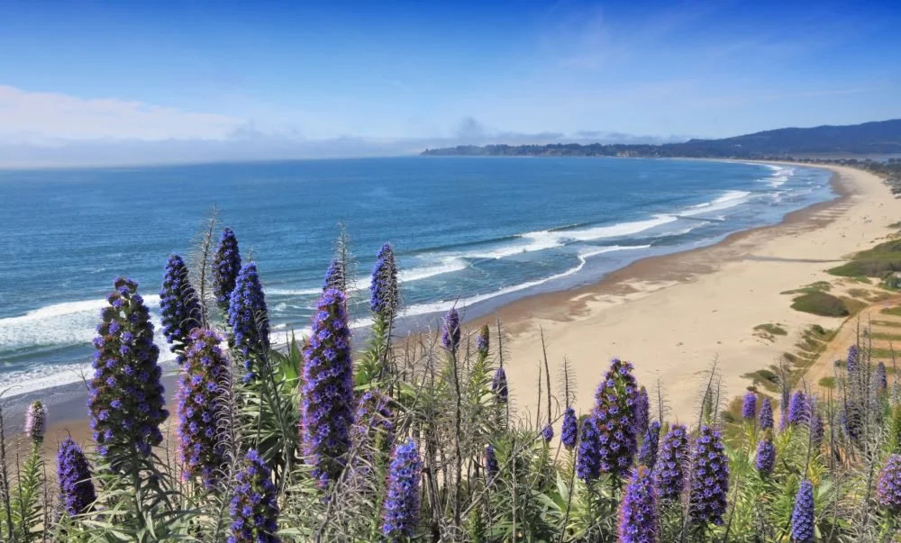 bigs-Stinson-Beach-with-Flowers-Pride-Of-Madeira-E1-Large-1000x603.jpeg