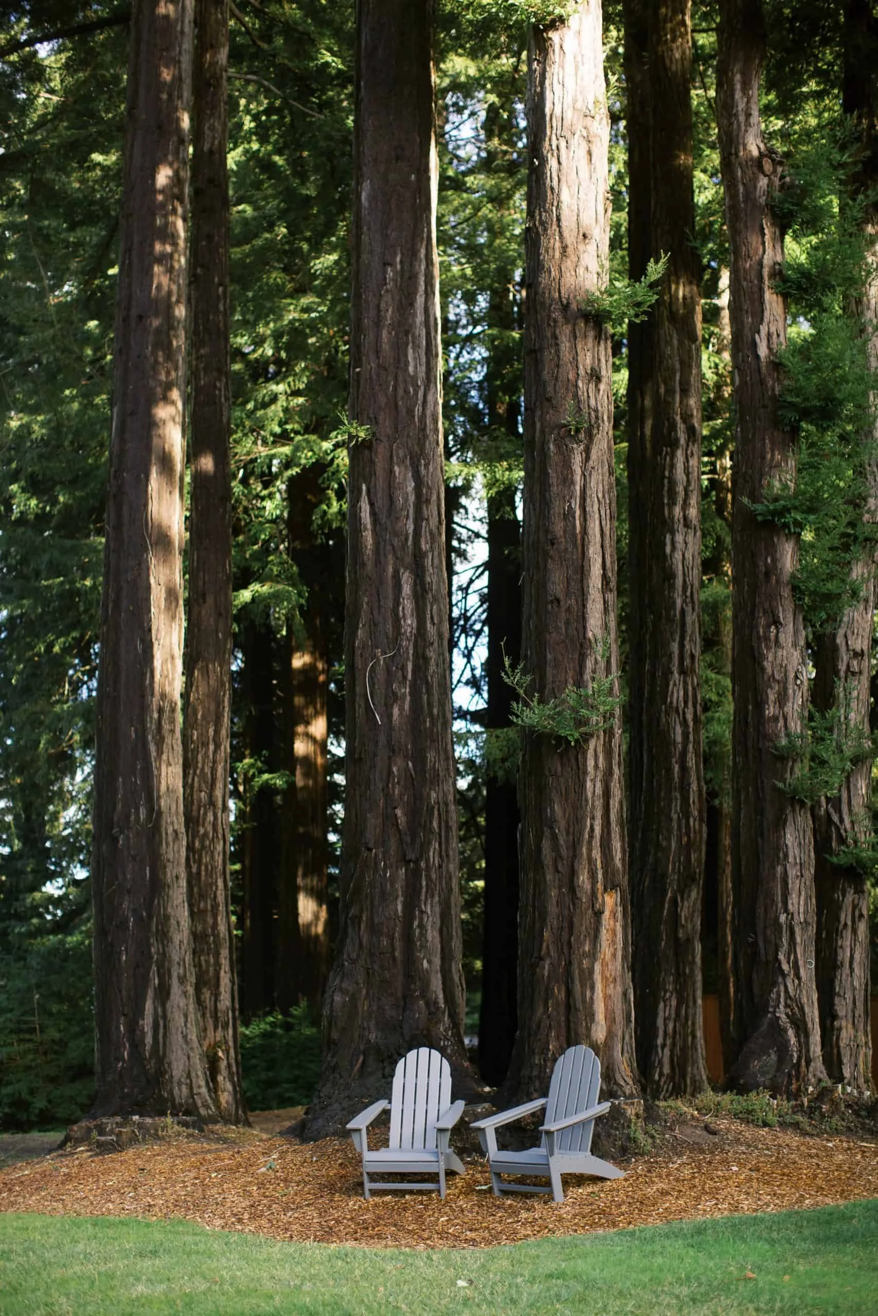 Mountain Terrace - Location-2-Adirondack-chairs-under-tall-redwood-trees-scaled.jpeg