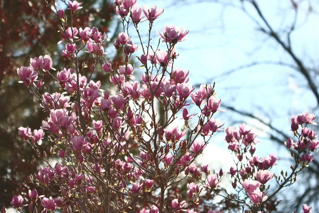 Saucer-Magnolia_Reduced-1-1024x684.jpeg