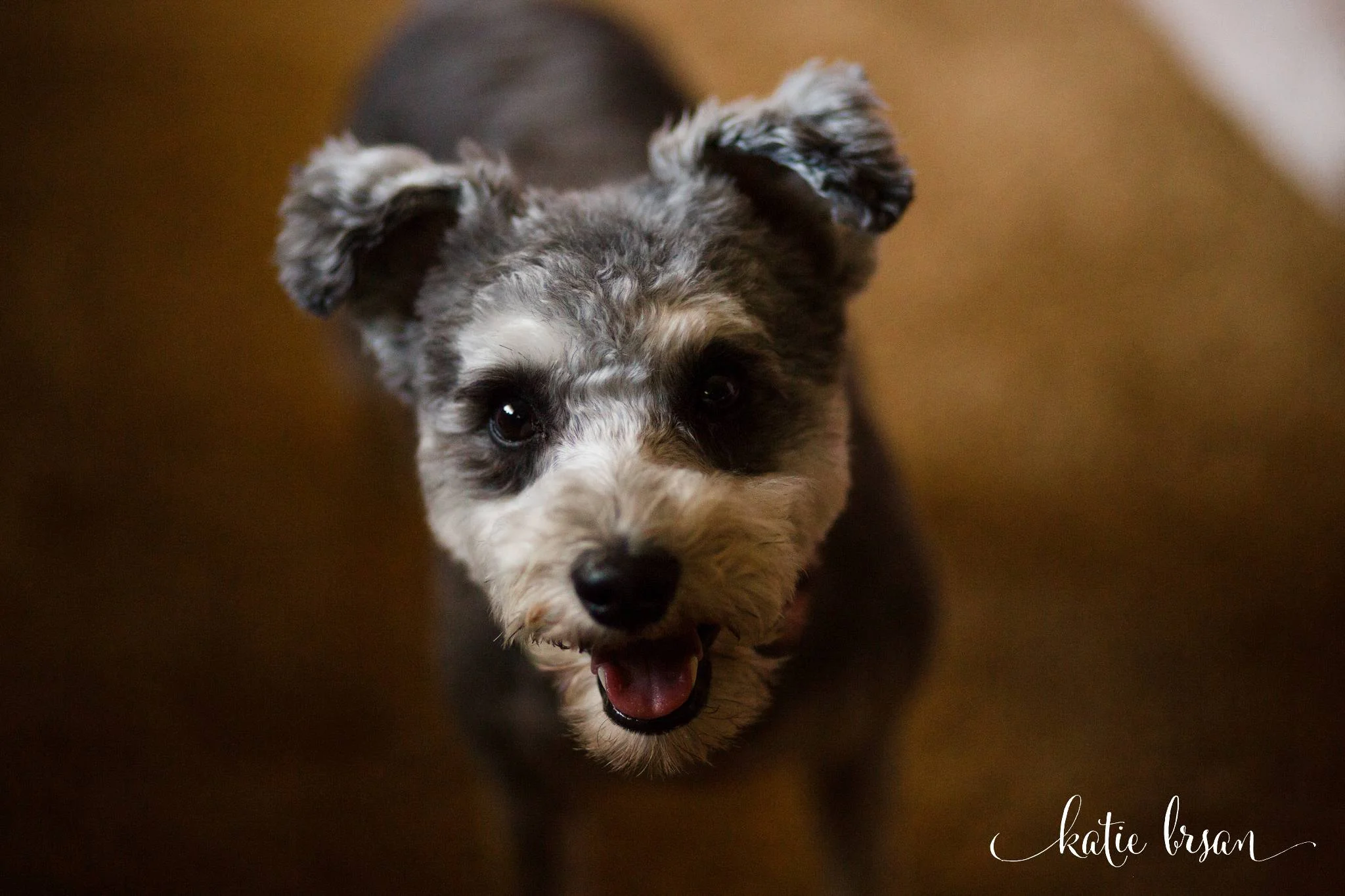 Mokena_Lemont_Wedding_Ruffled_Feathers_Wedding_1321.jpg