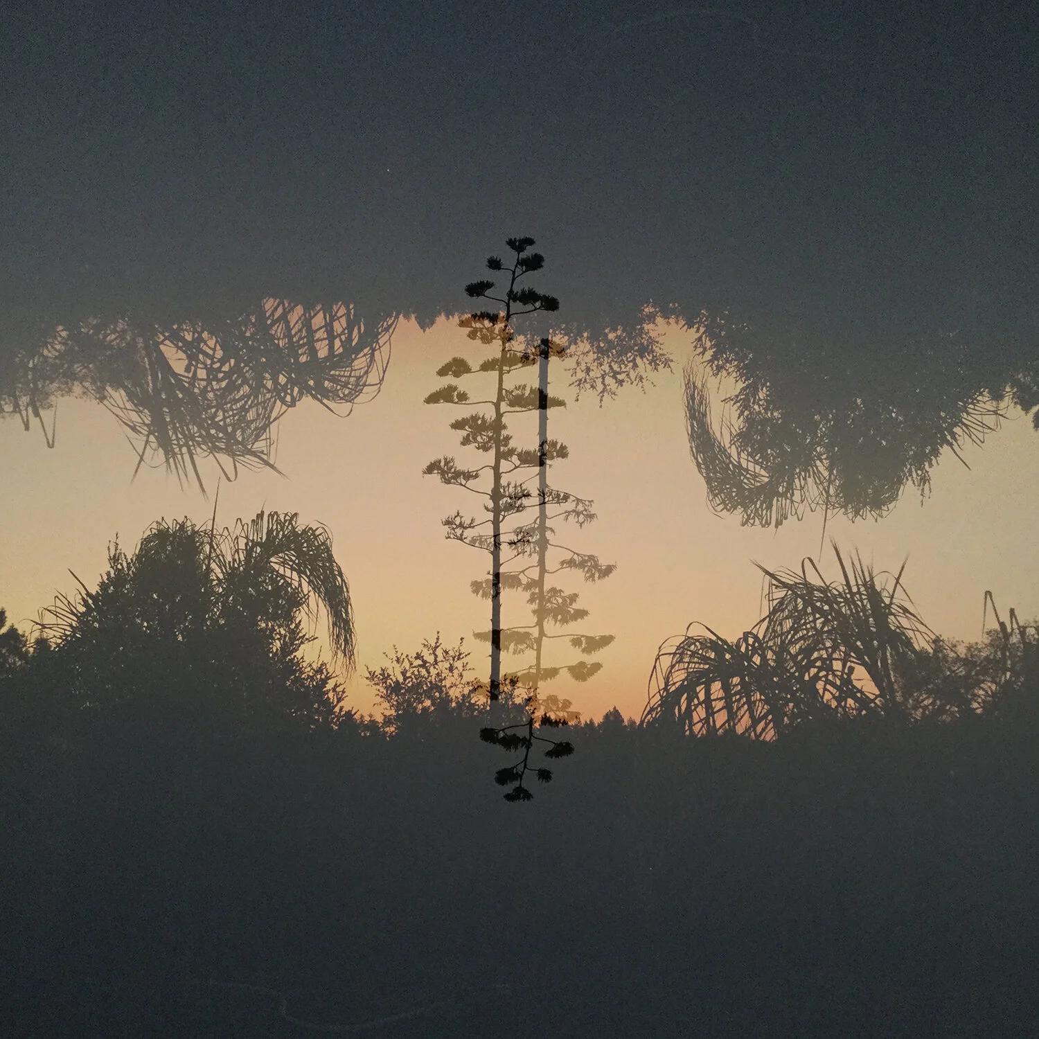 Birth Phoenix Coverart - Fire Mist FINAL1WEB.jpg