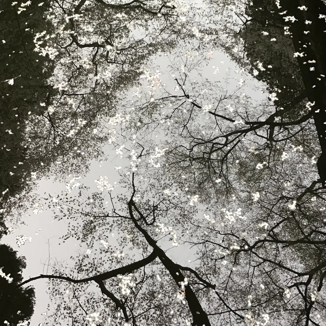 I WILL NOT GO QUIET - FIRE MIST - COVER ART.jpeg