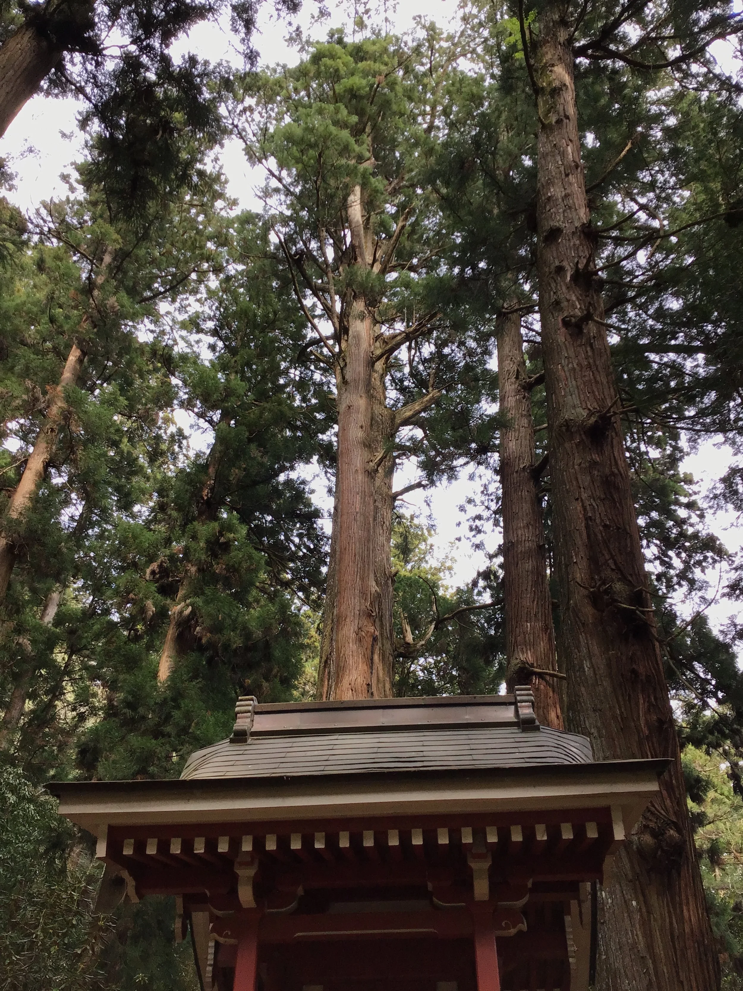 IMG_3359_muroji_temple_wow.JPG