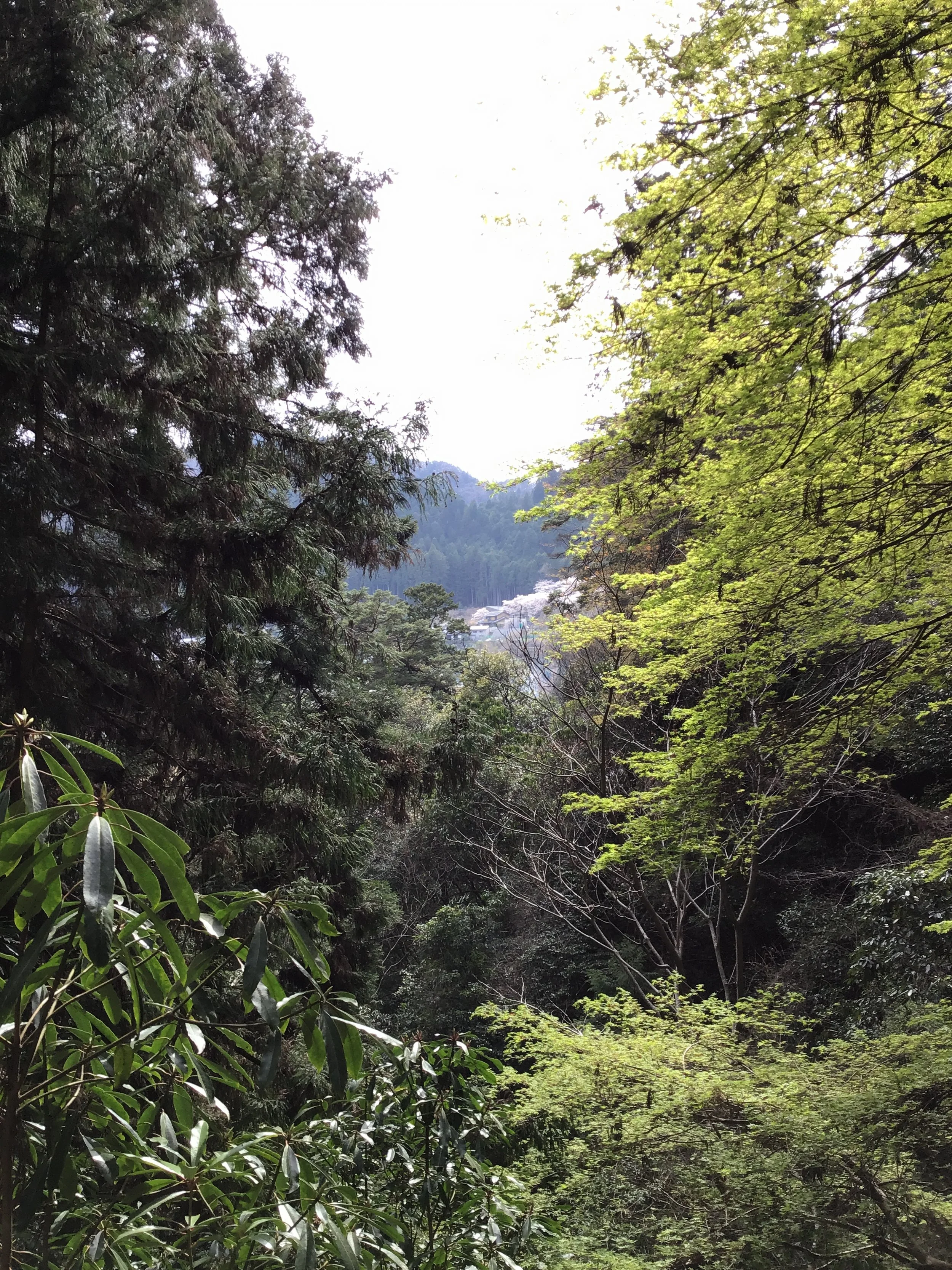 IMG_3369_muroji_temple_wow.JPG