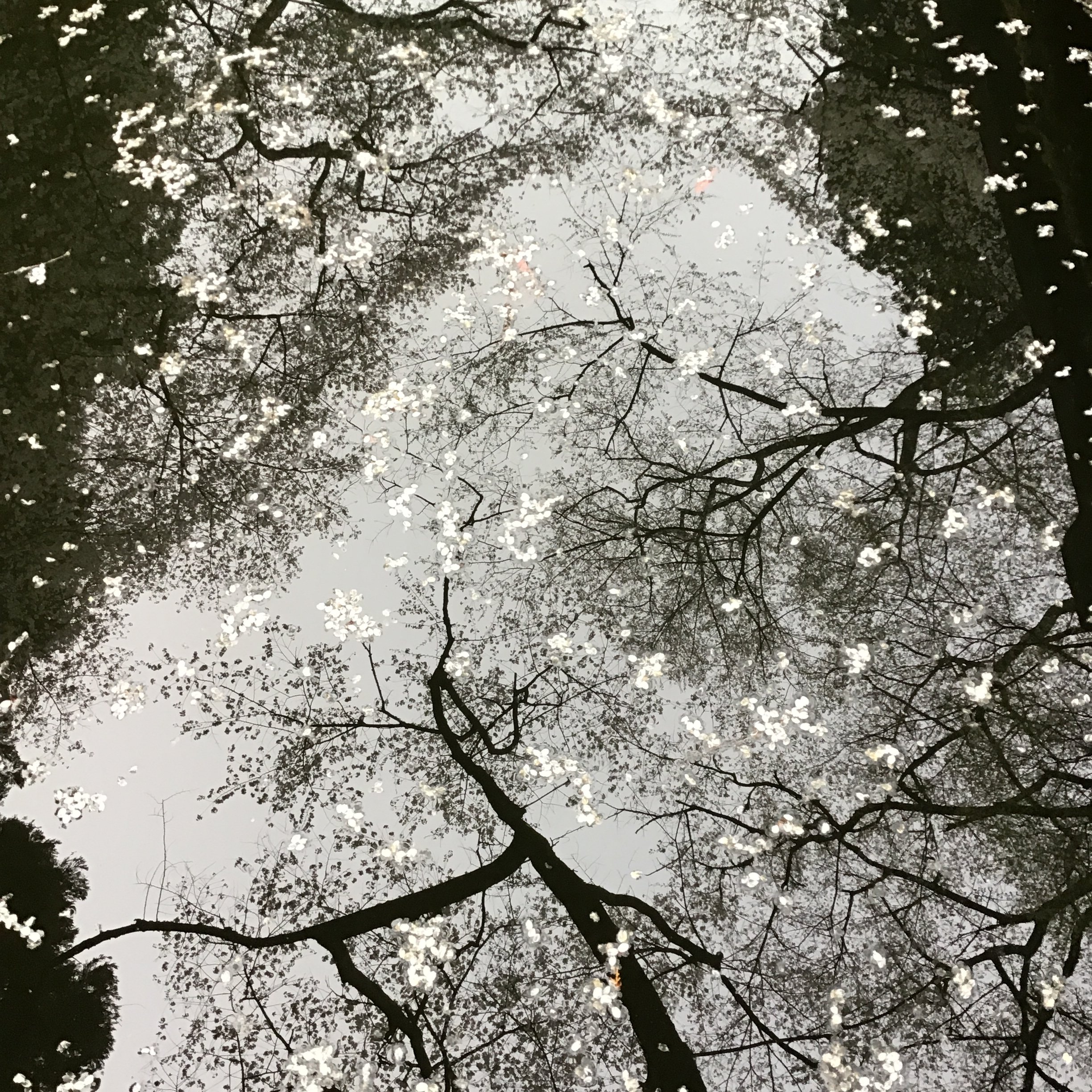 4月12日「Murou-Ji」