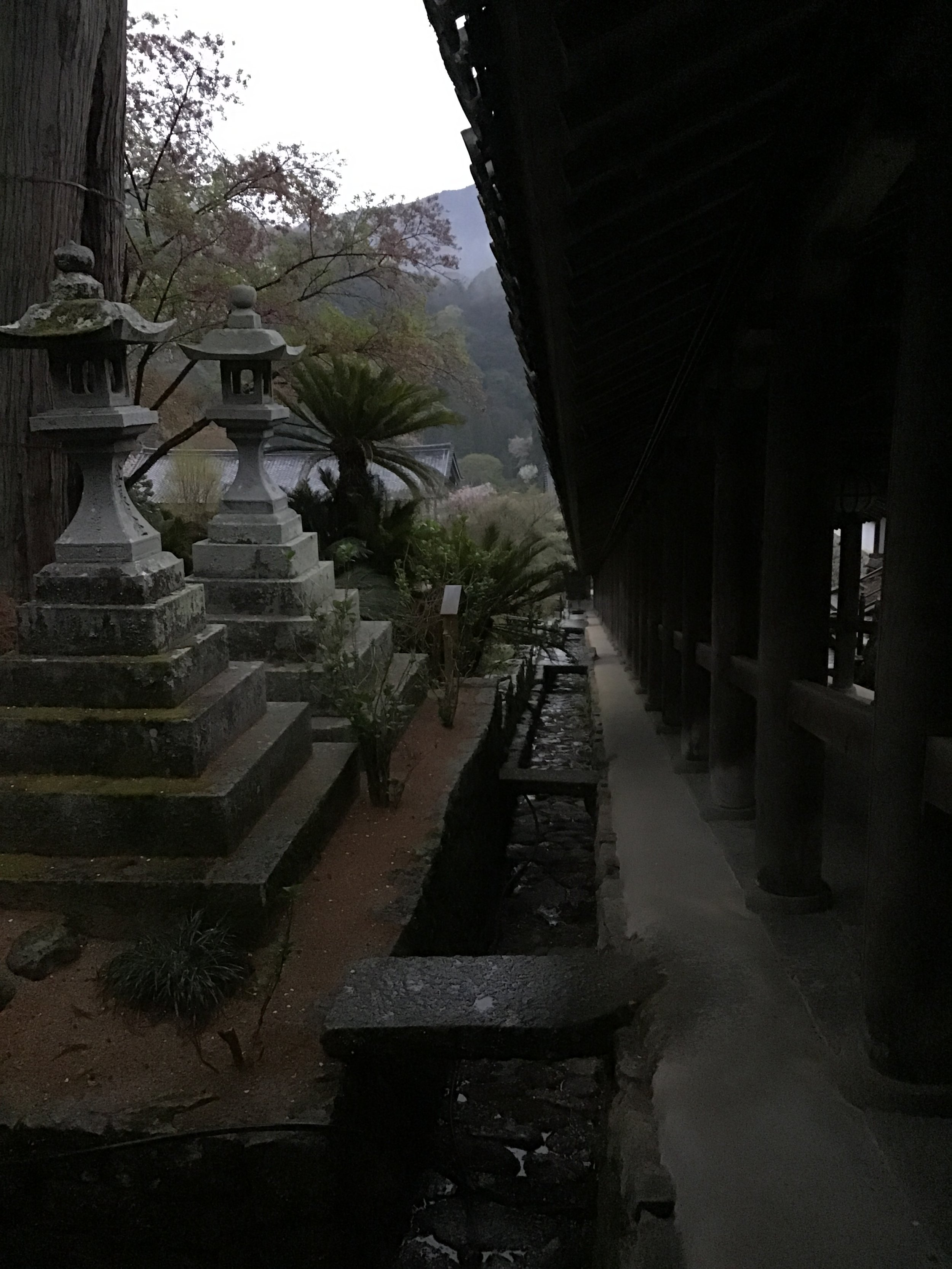 IMG_3460_hasedera_morning3.JPG