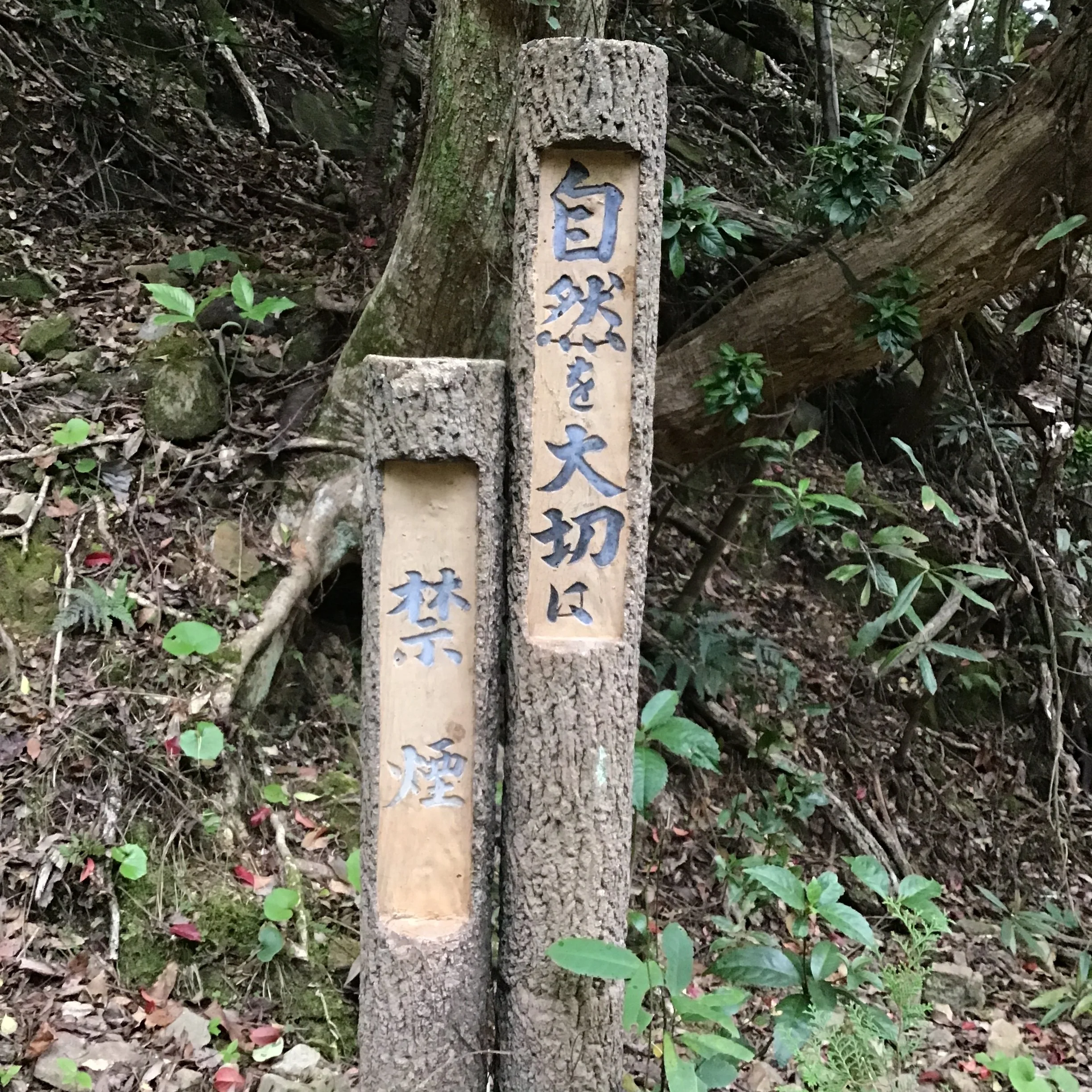 IMG_3961_ozuna_kaiyo.JPG
