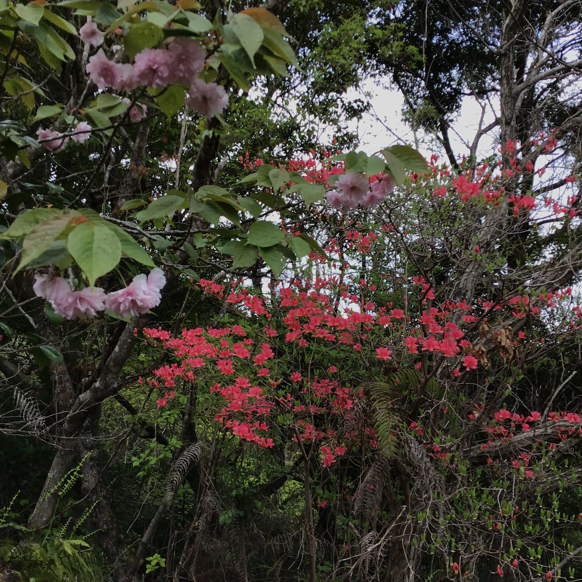 IMG_3997_ozuna_kaiyo.JPG