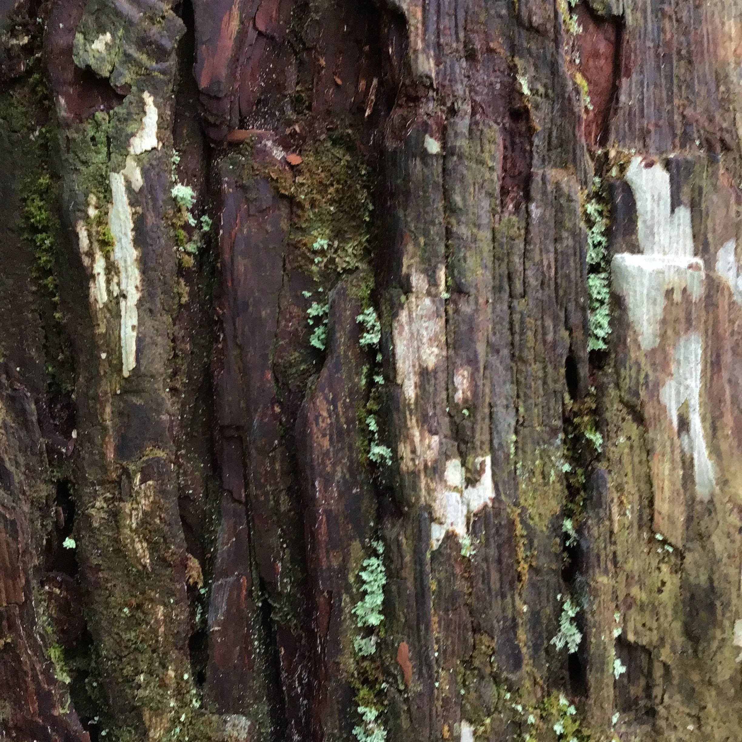 4月19日「Votive Cedars」