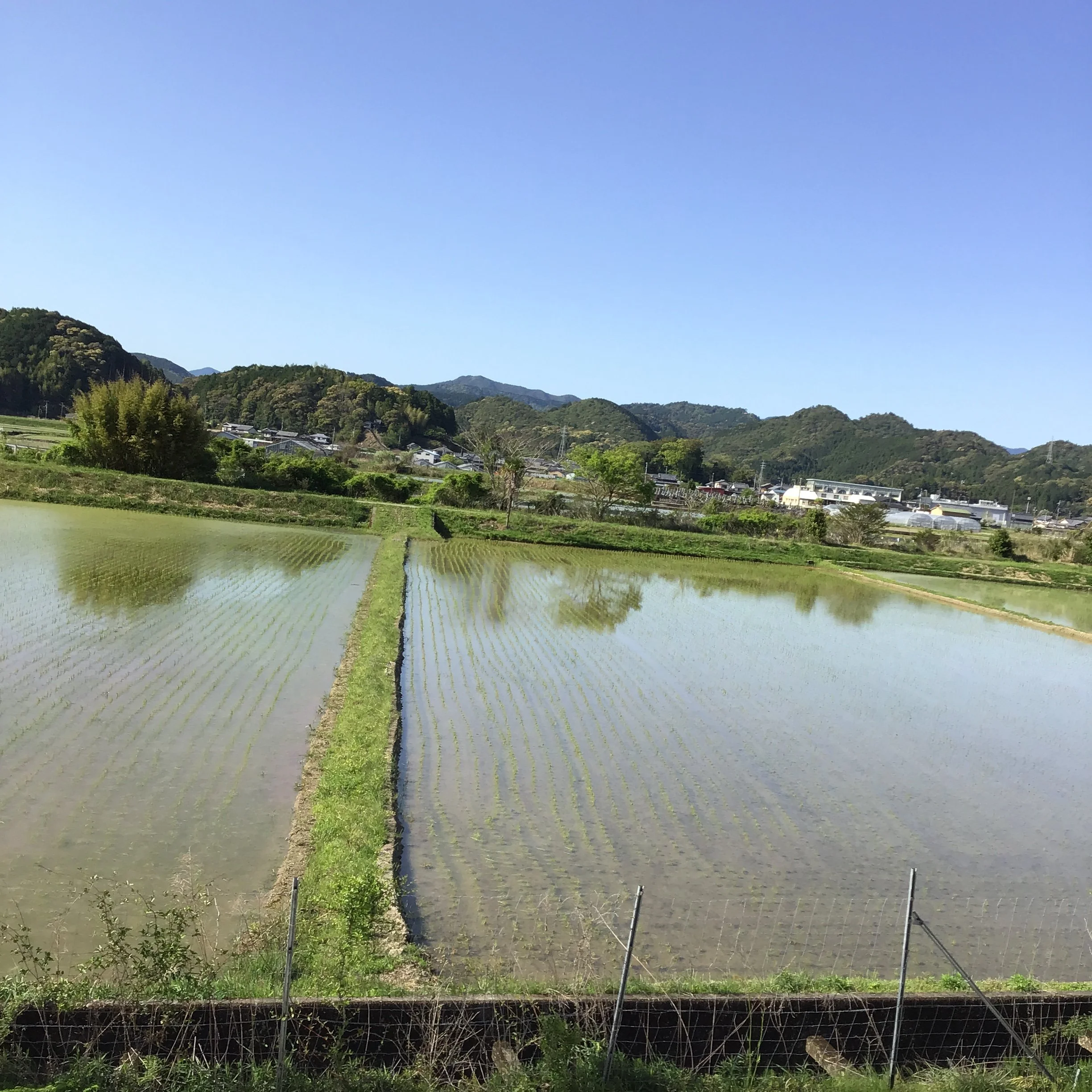 IMG_4176_shishikui.JPG