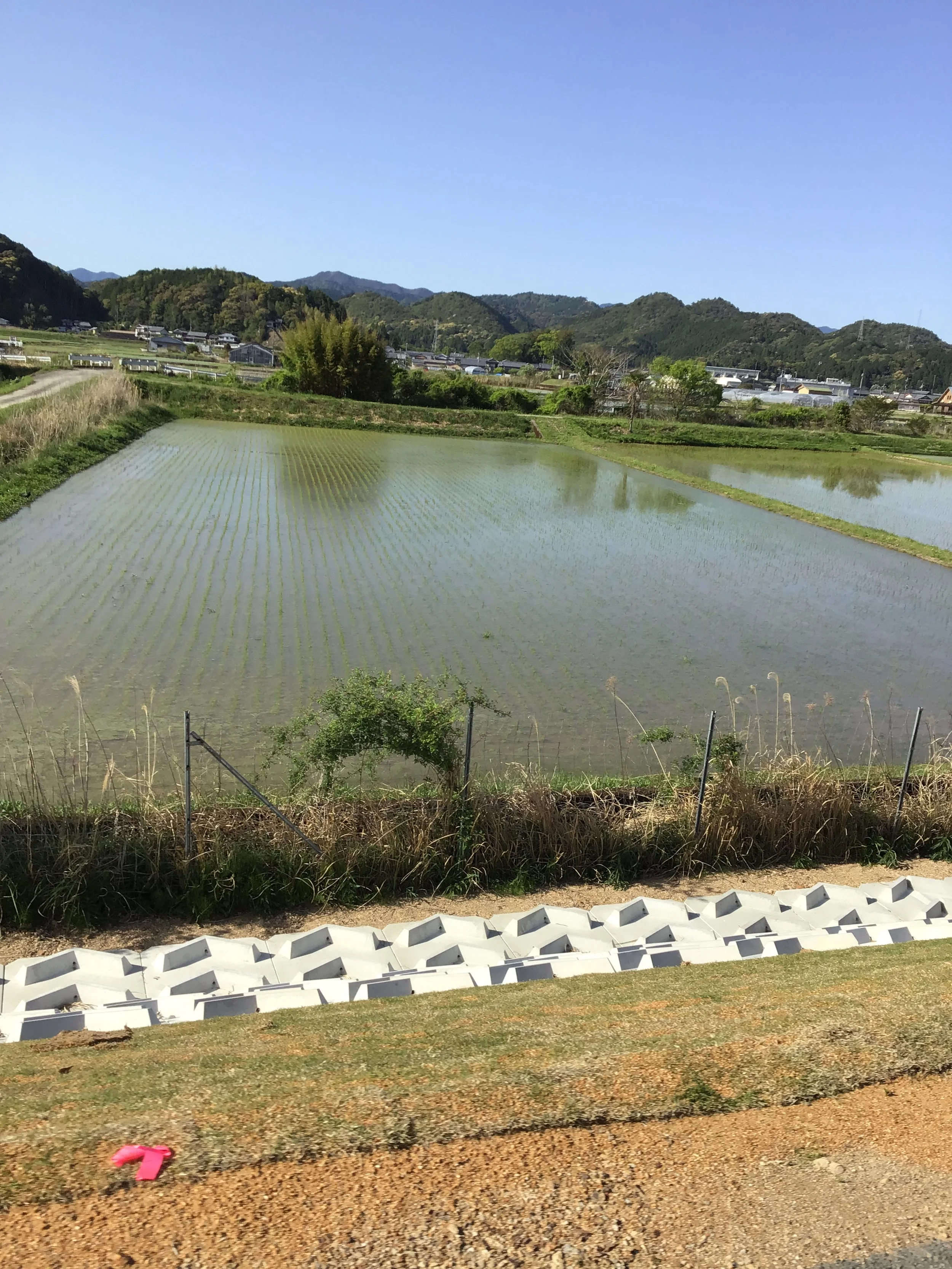 IMG_4175_shishikui.JPG