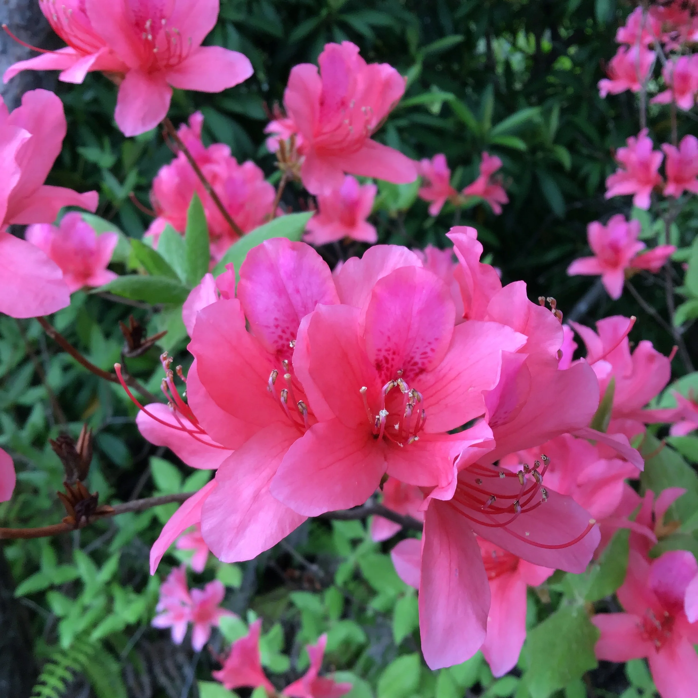 IMG_4219_shishikui.JPG