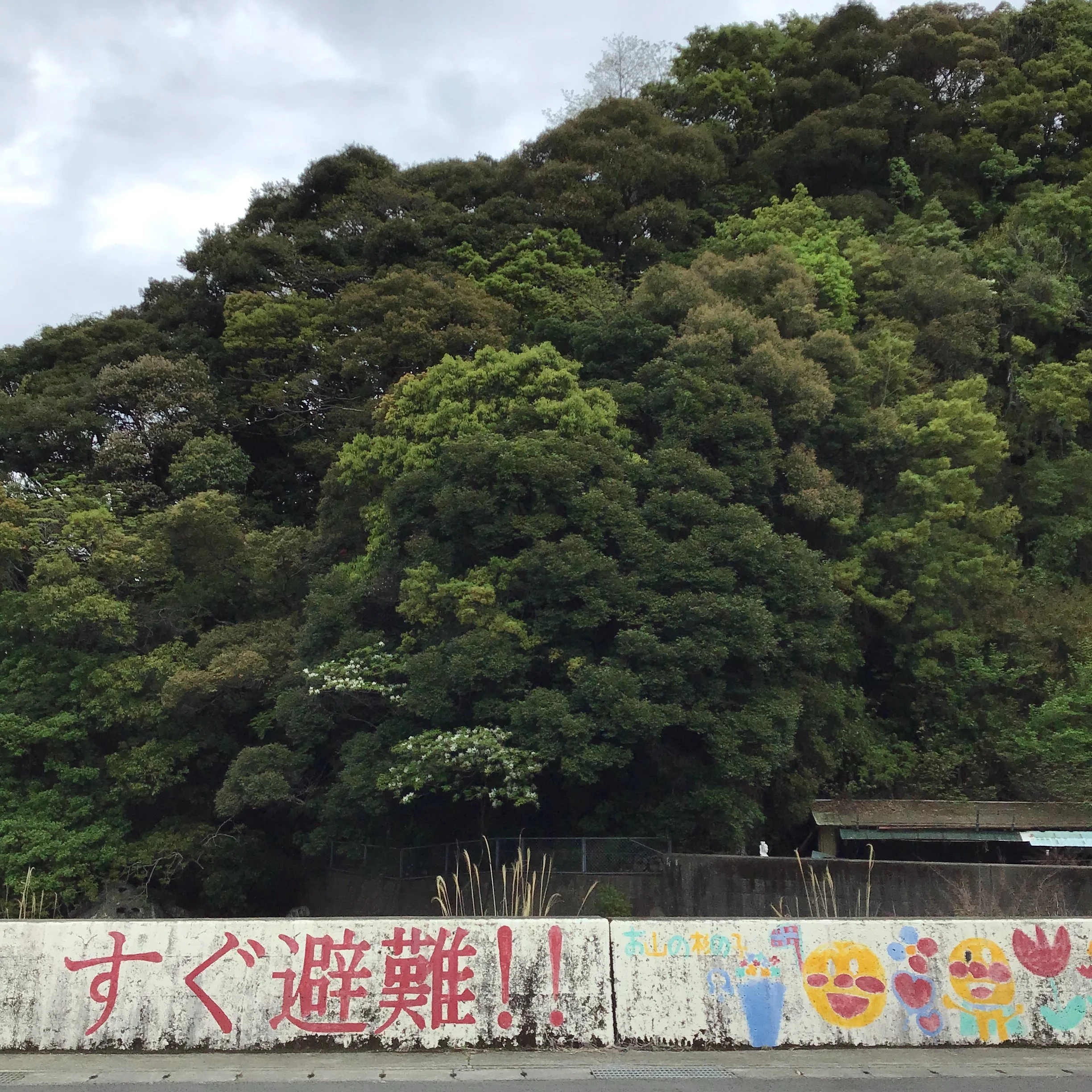 IMG_4228_shishikui.JPG