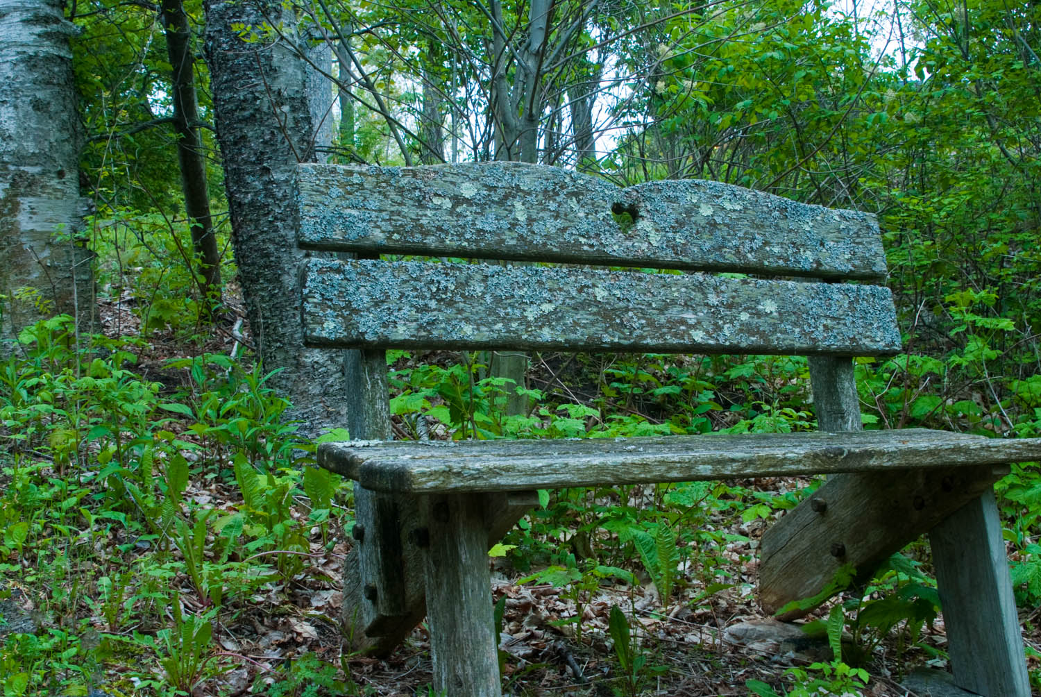 Bench in the Woods